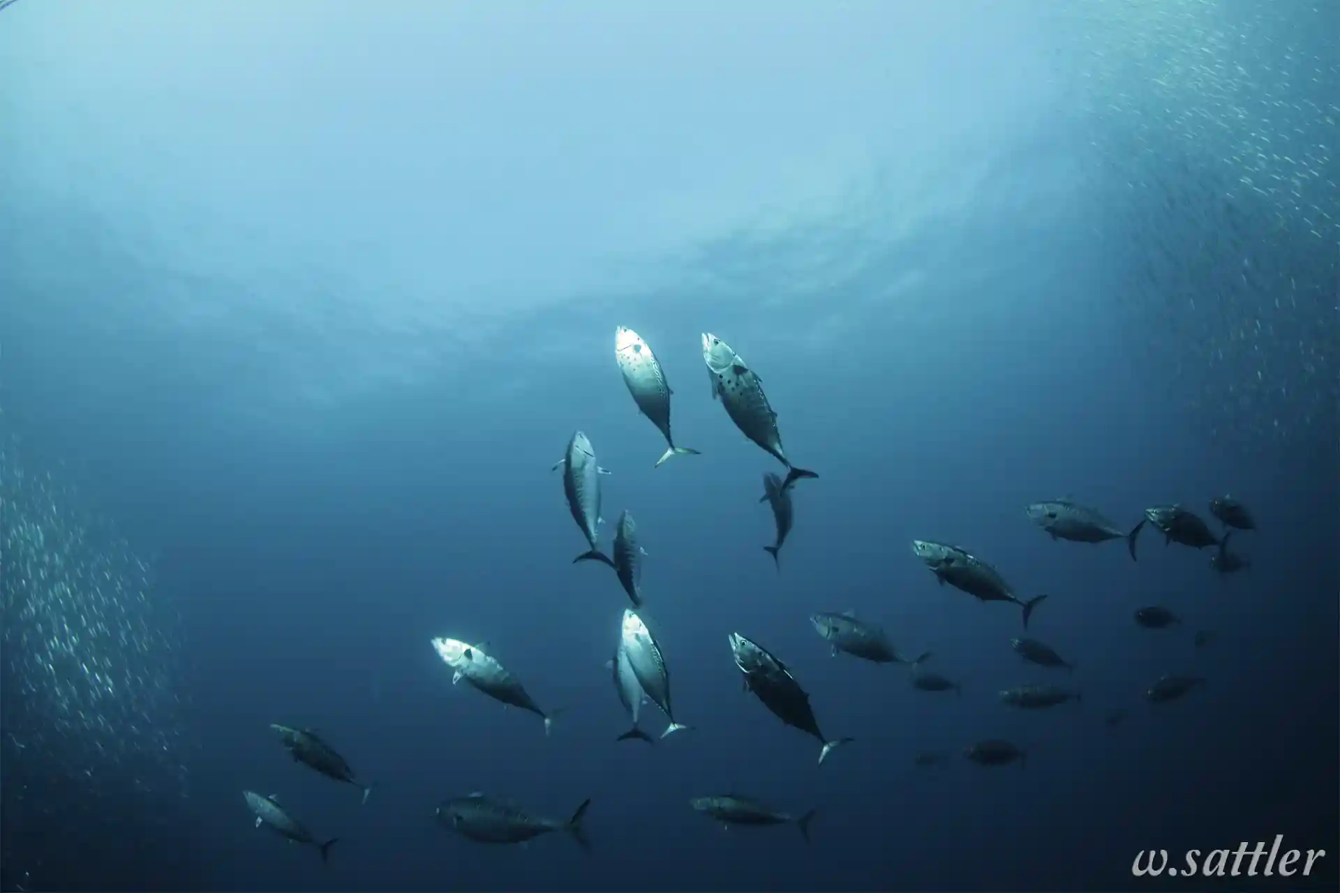 Scopri the marine fauna!