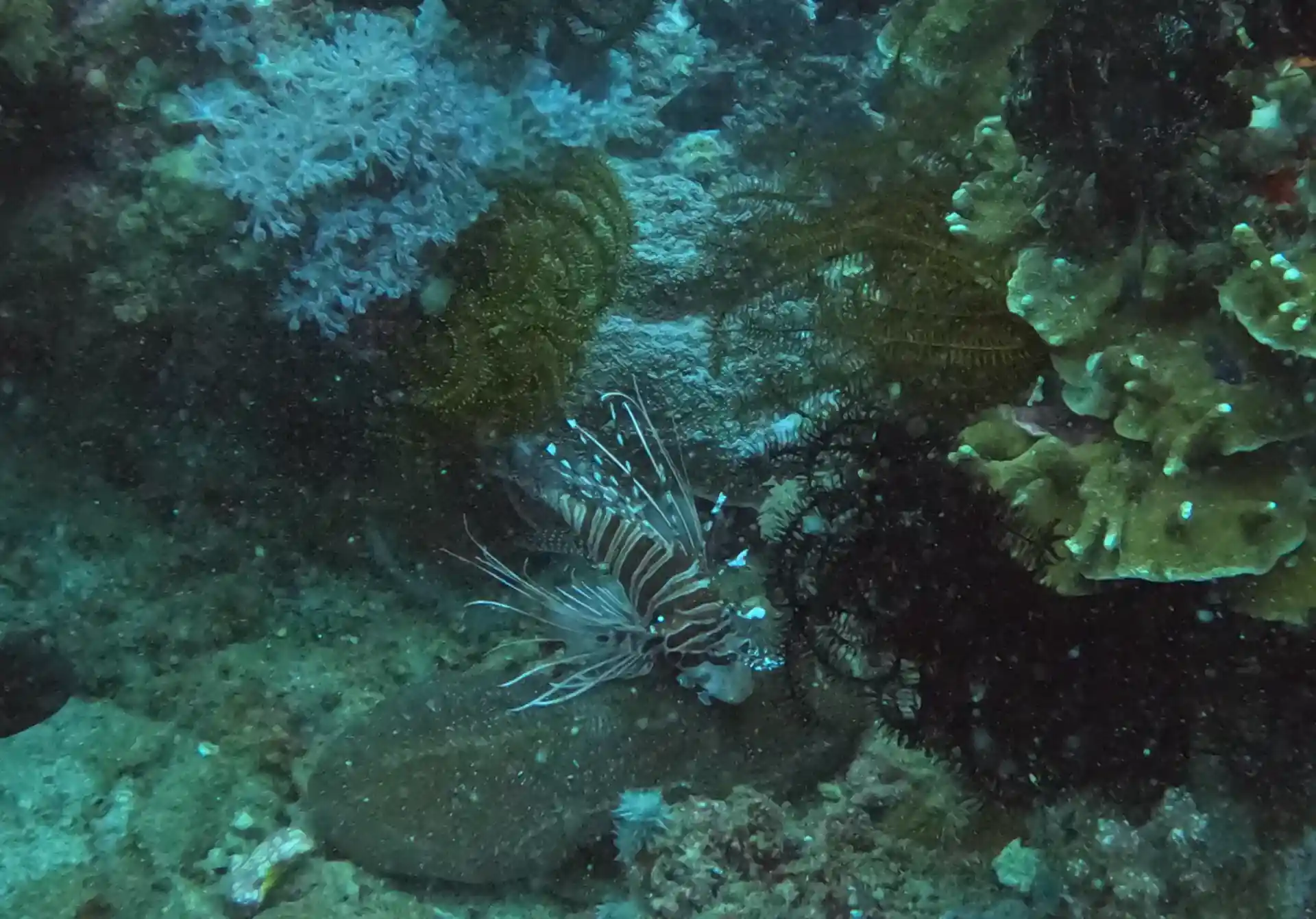 Photo du site de plongée