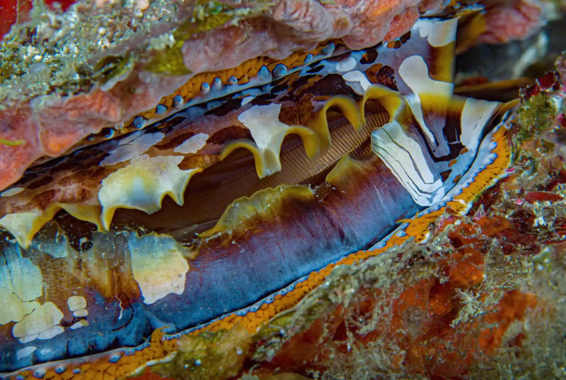 Dive site photo