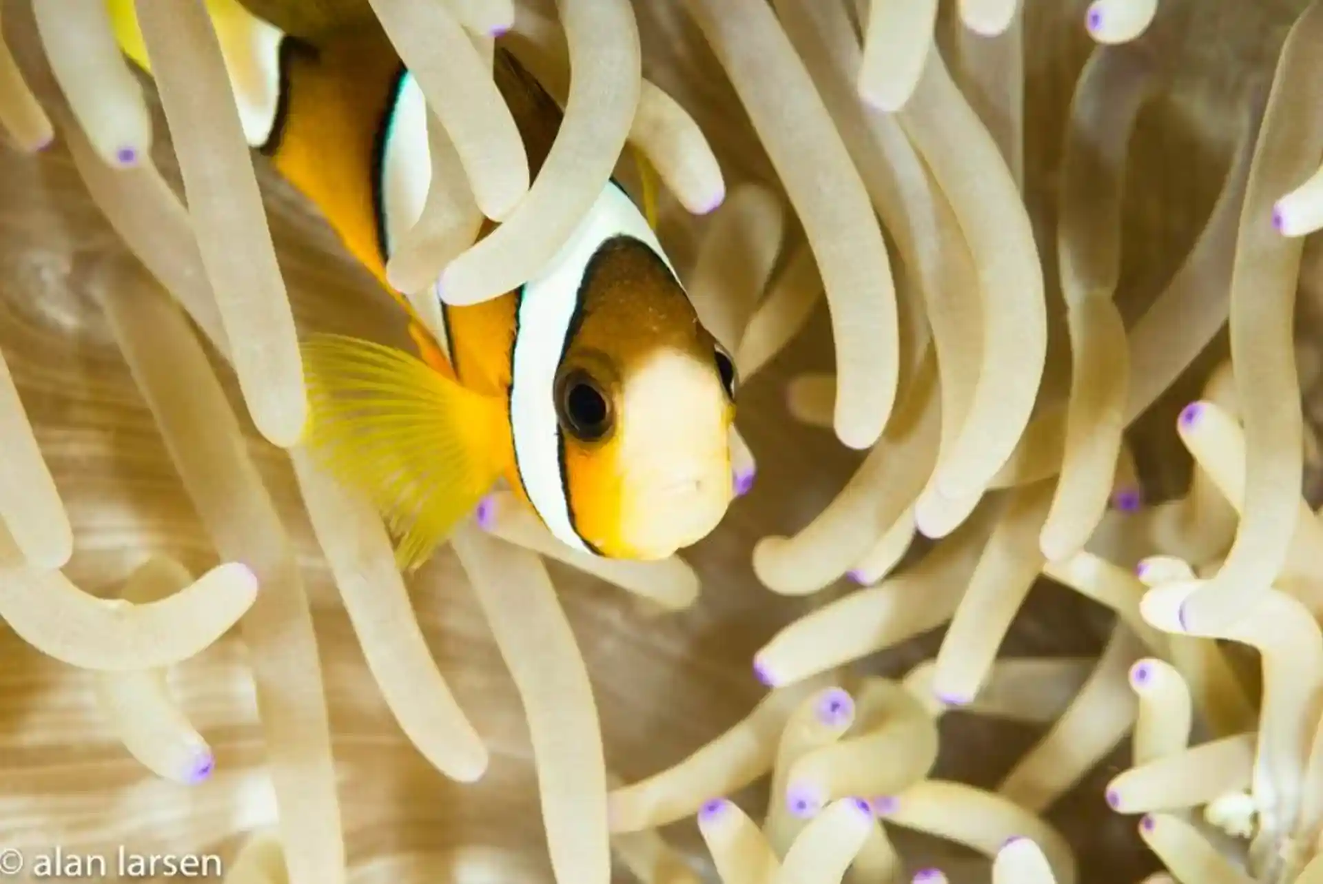 Dive into the awe-inspiring marine life at Sea Explorers Malapascua. Experience the remarkable diversity of PADI SCUBA diving in Malapascua and witness the vibrant array of underwater species.