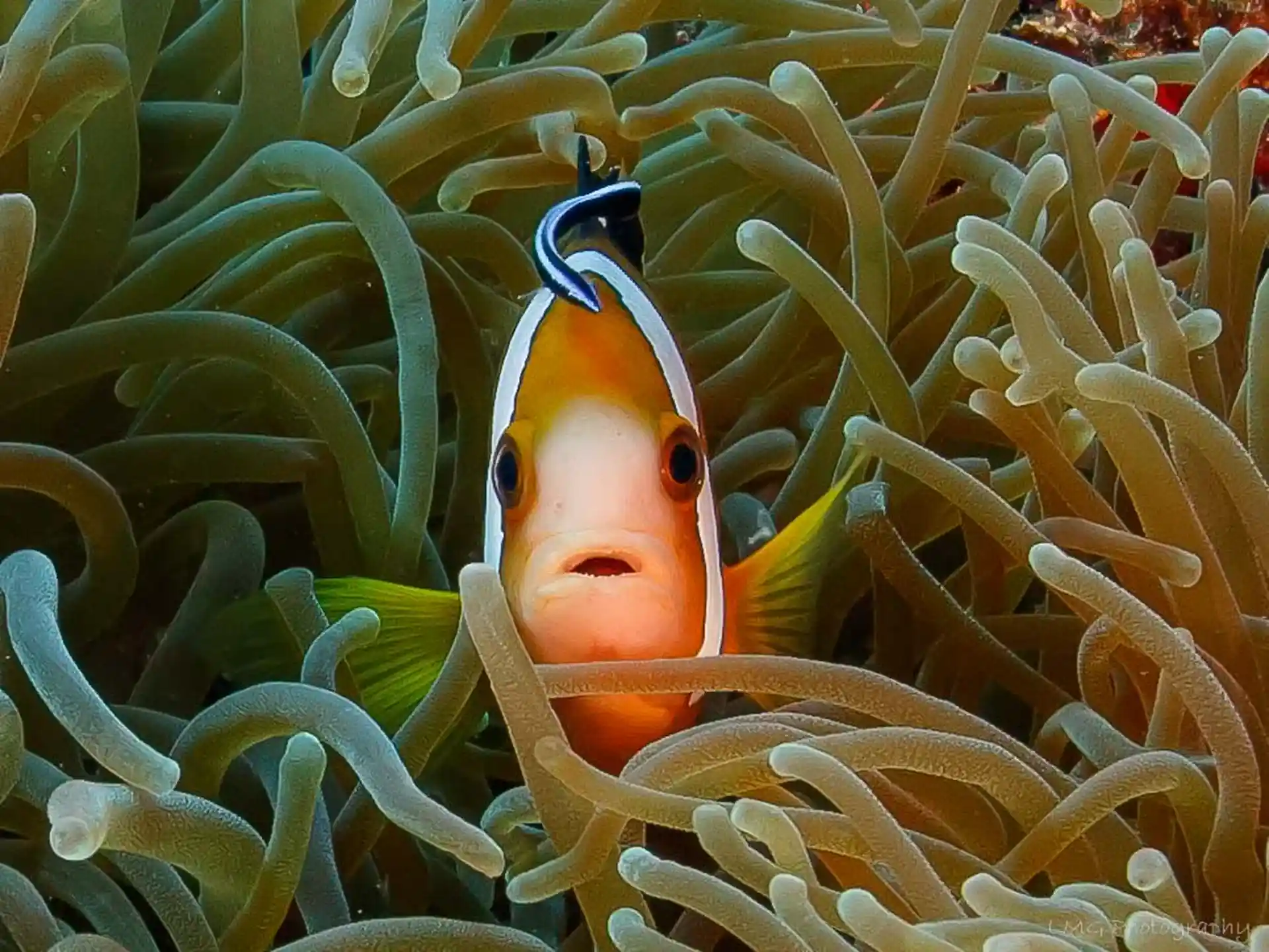 ダイビングサイトの写真