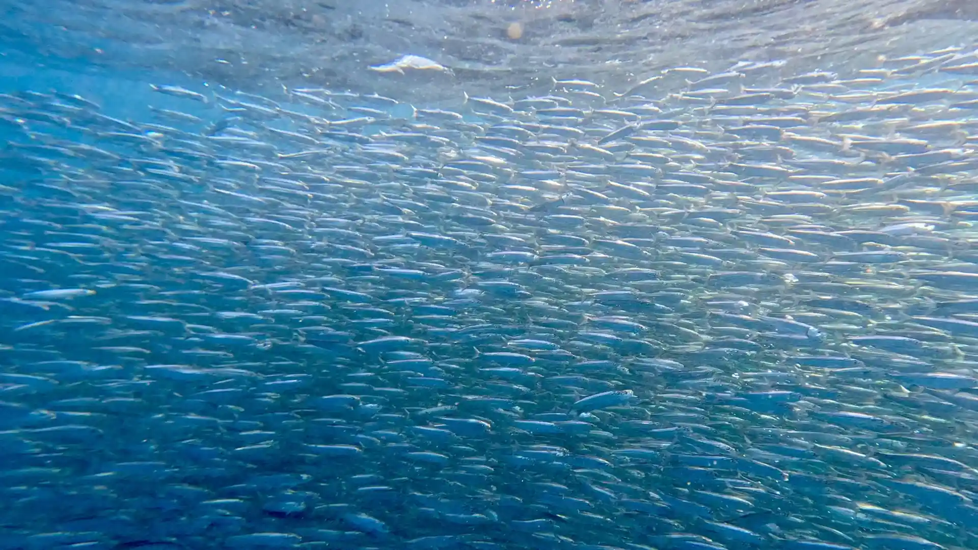 Dive site photo