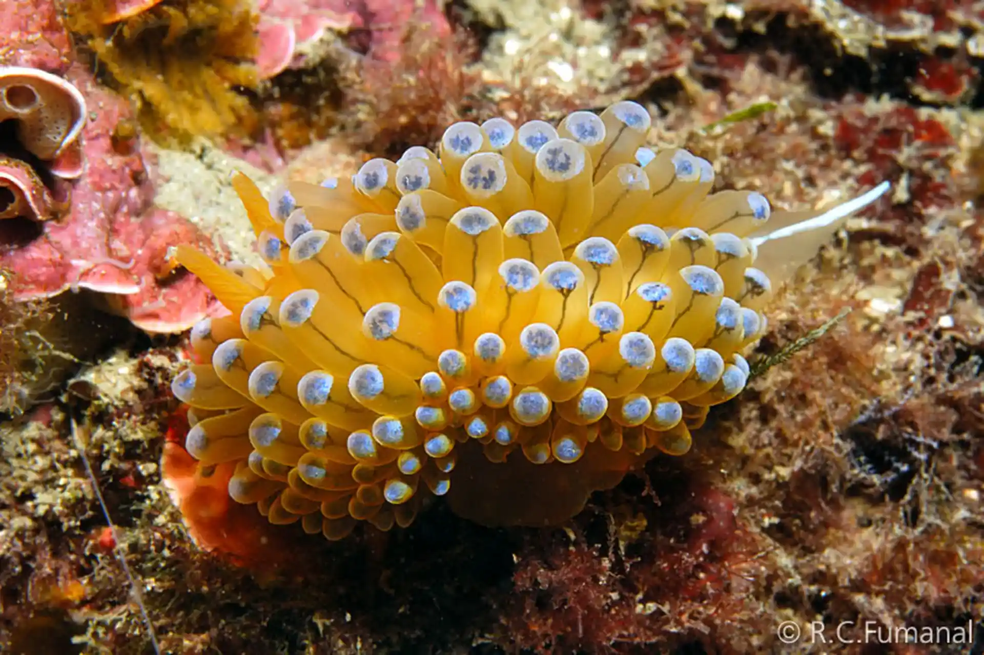 Foto del sitio de buceo