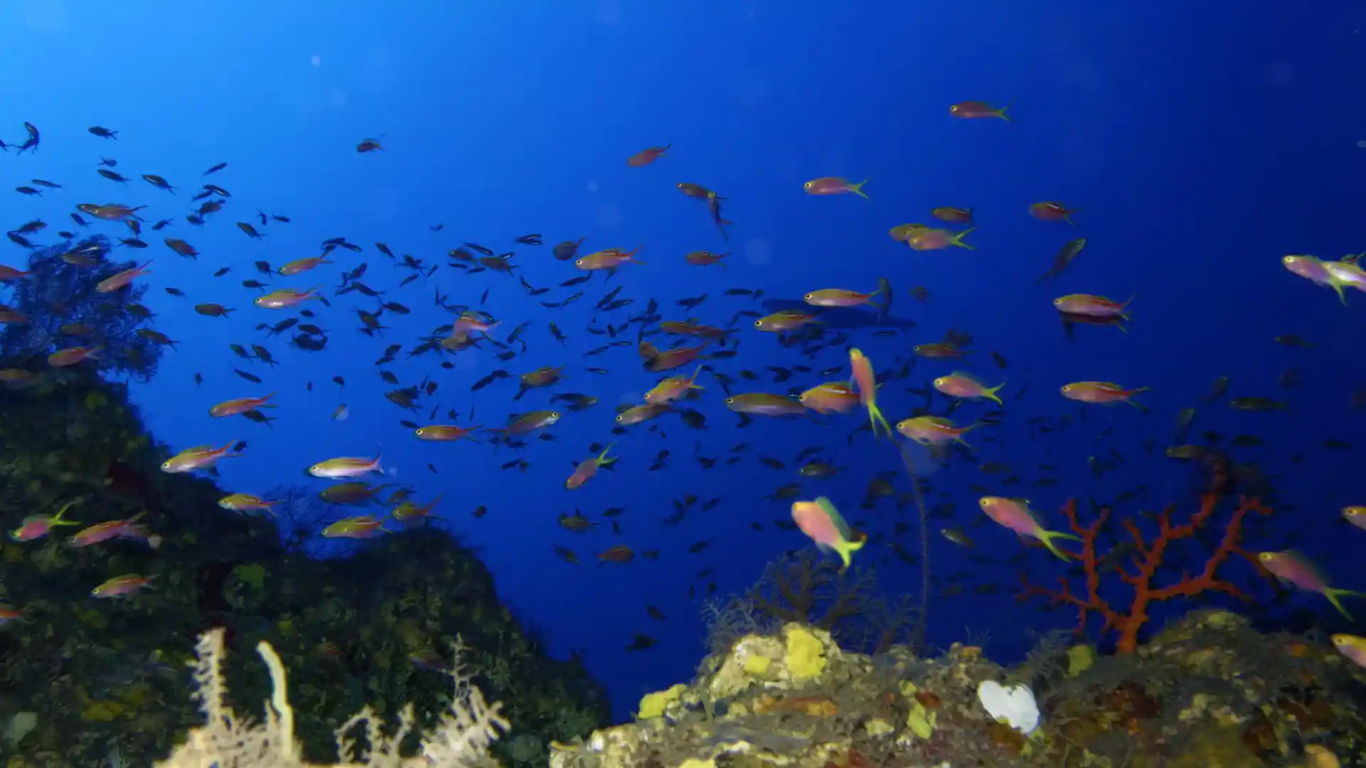 Dive shop photo