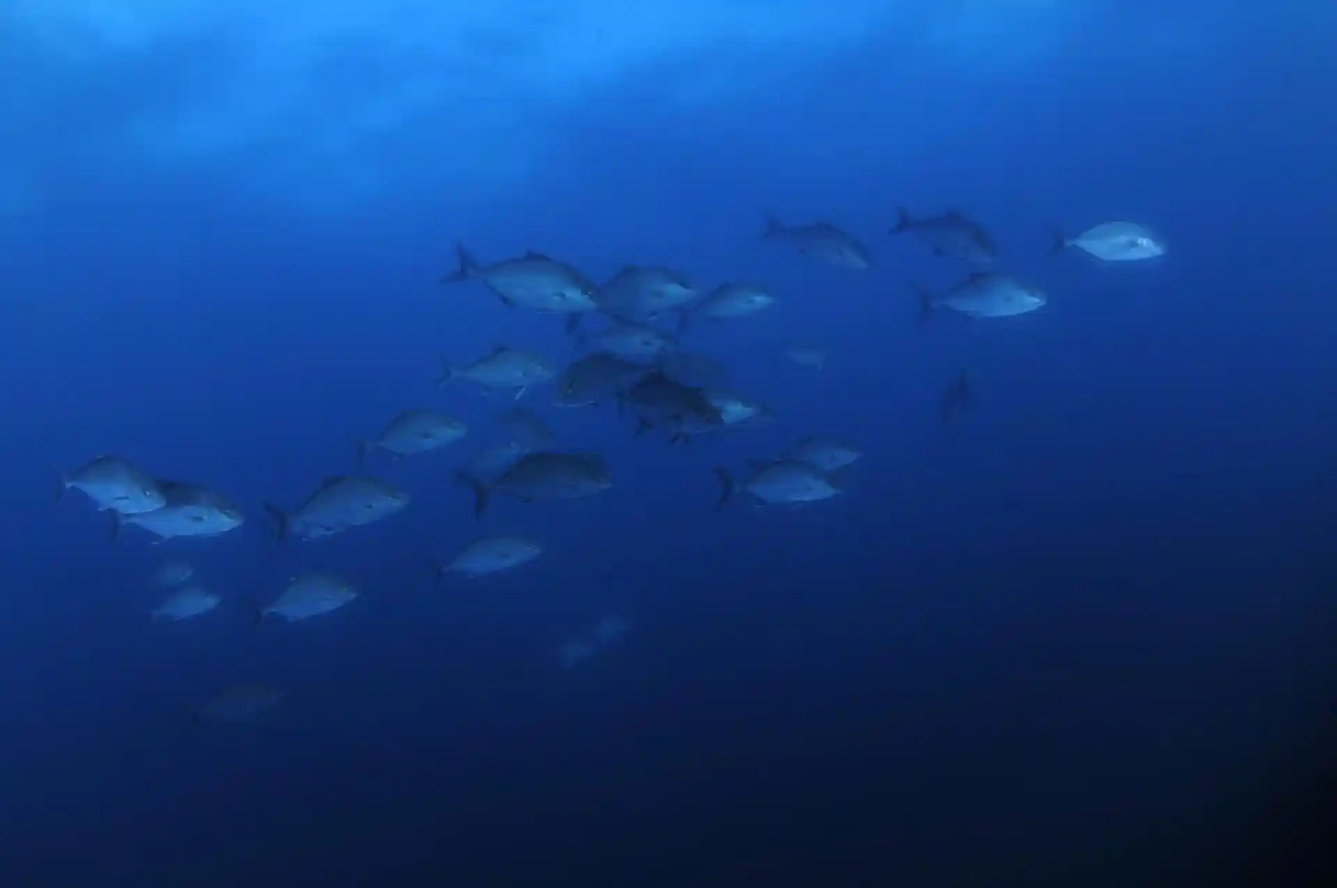 Dive site photo