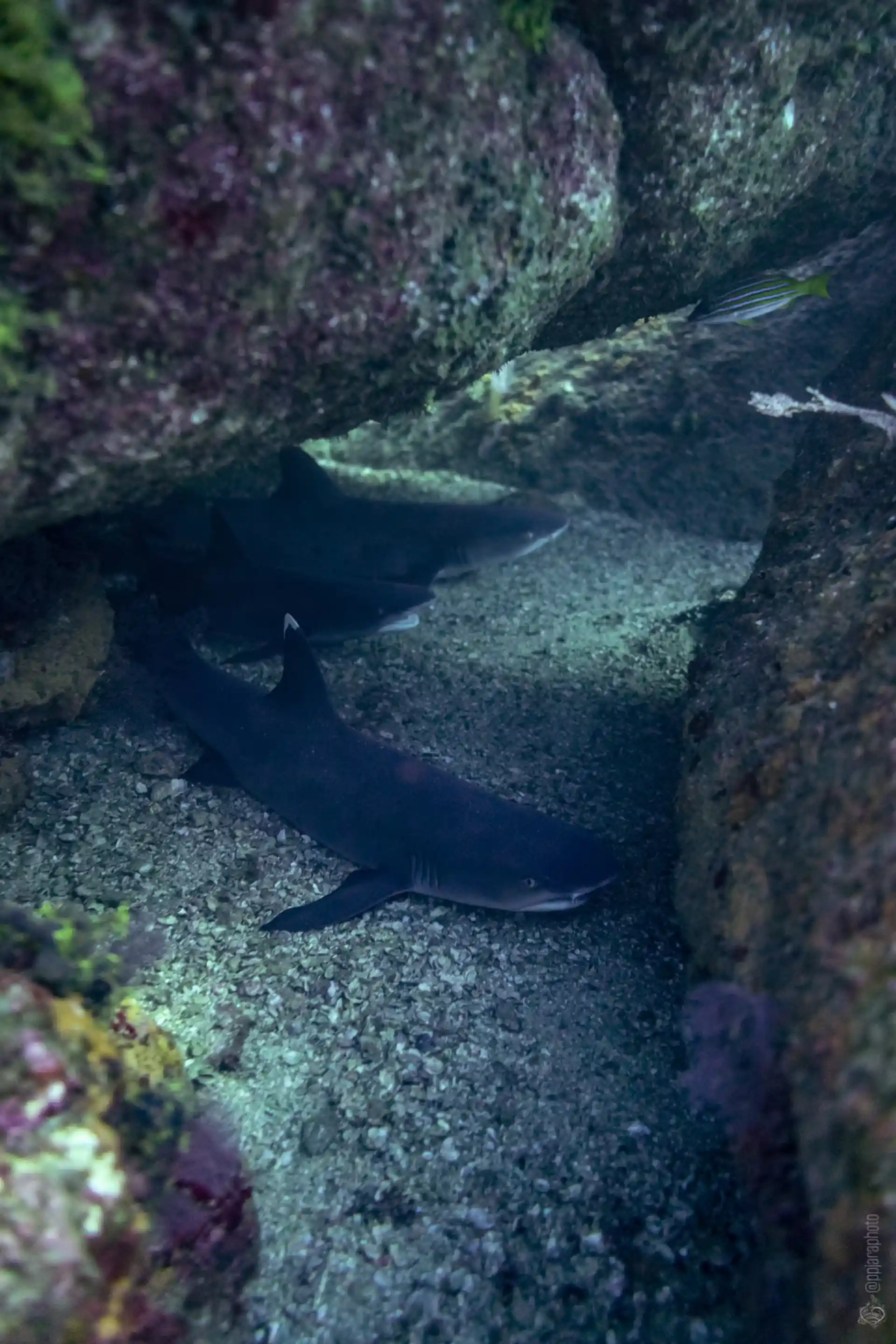 Requins de récif locaux sur le cours optionnel PADI Aware Shark Conservation