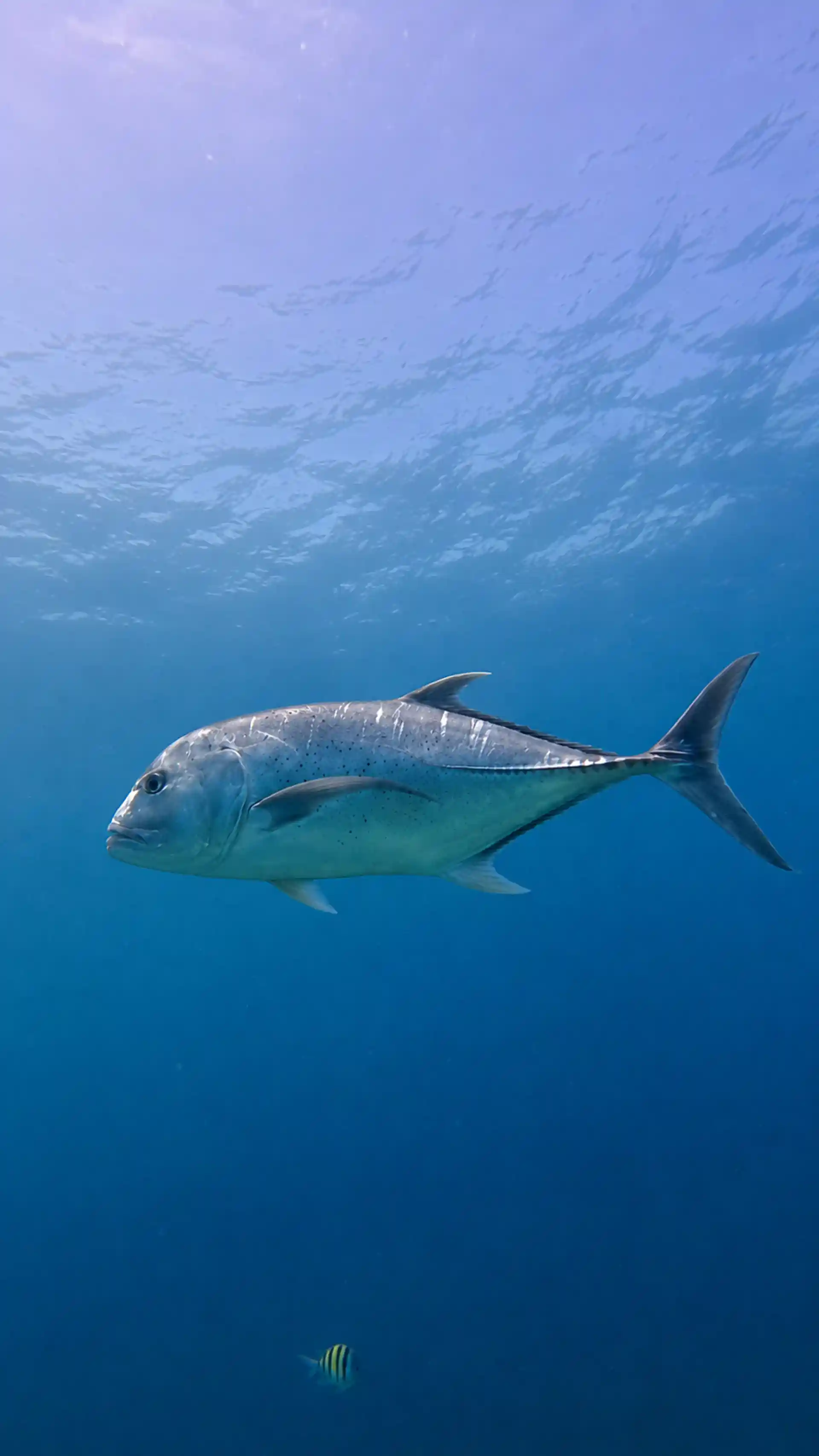 Dive site photo