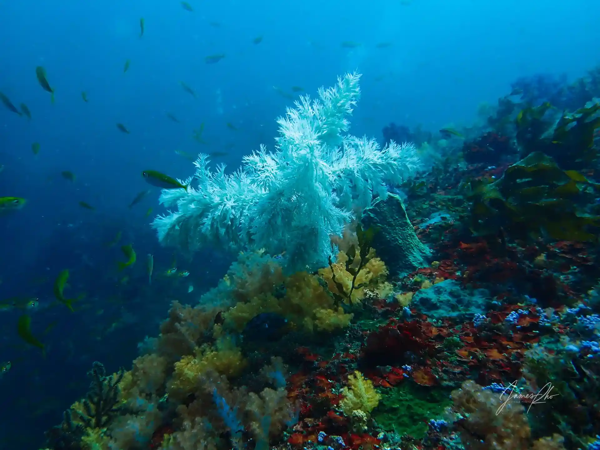 ダイビングサイトの写真