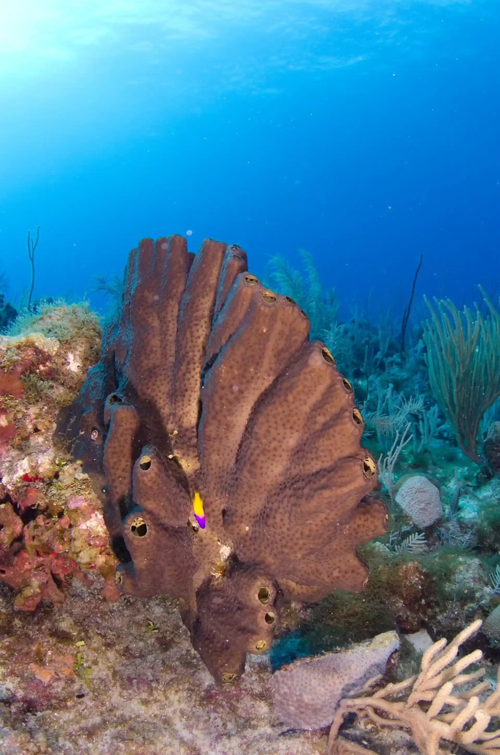 Dive site photo