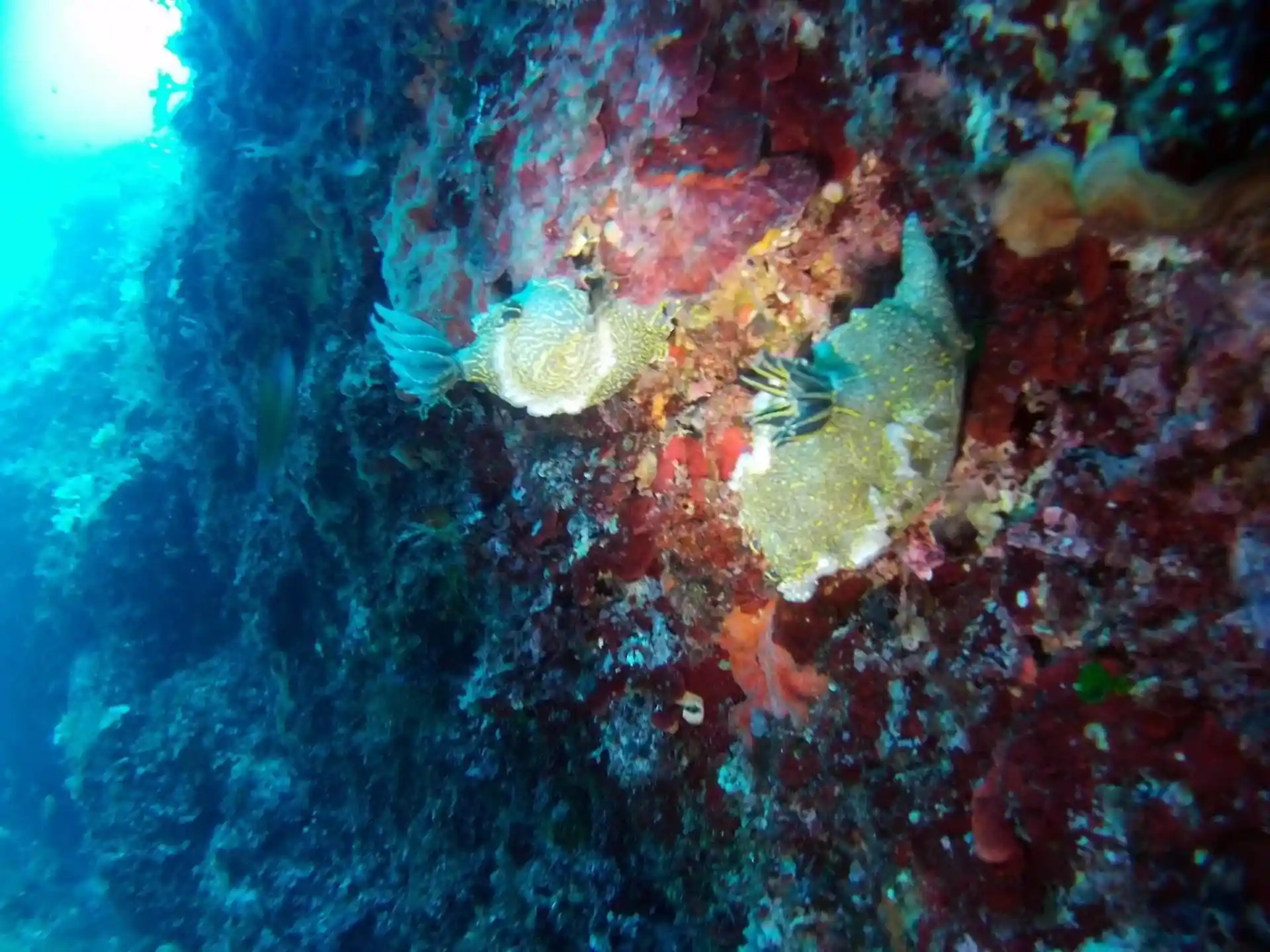 Dive site photo