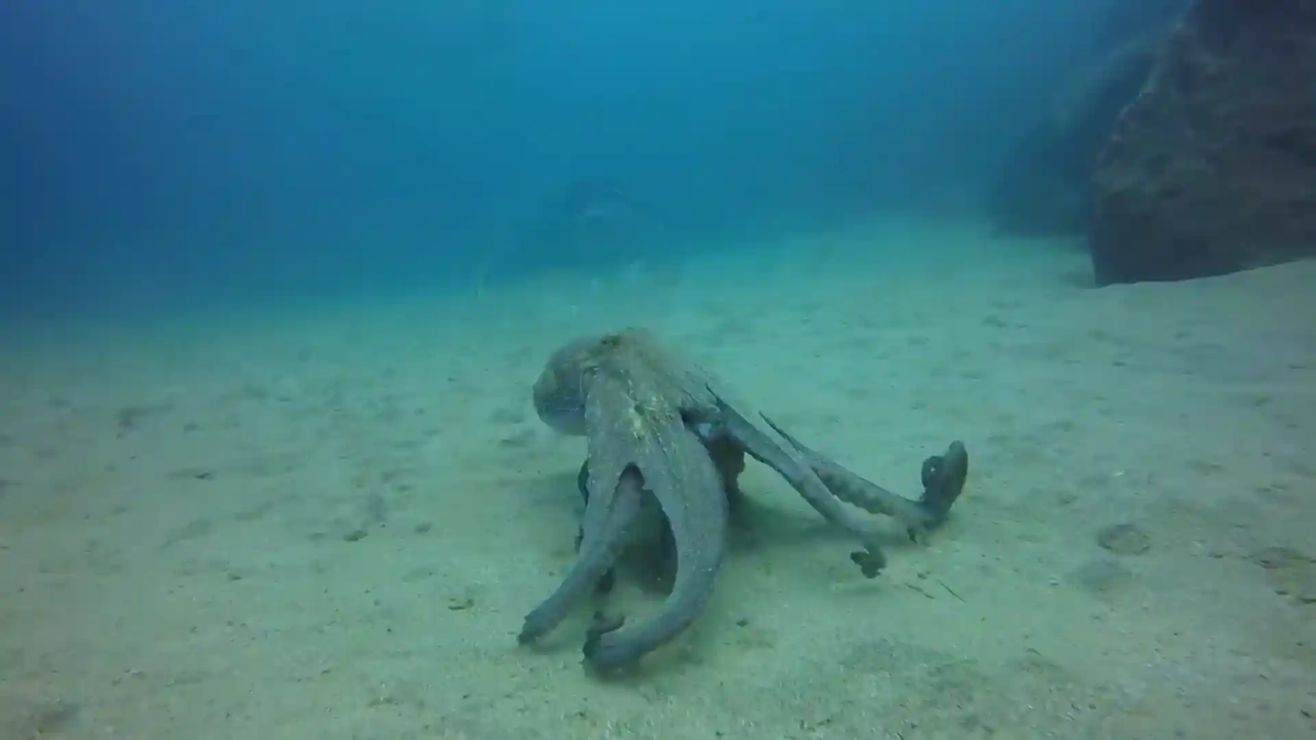 Octopuses, look closely as they have great camouflage