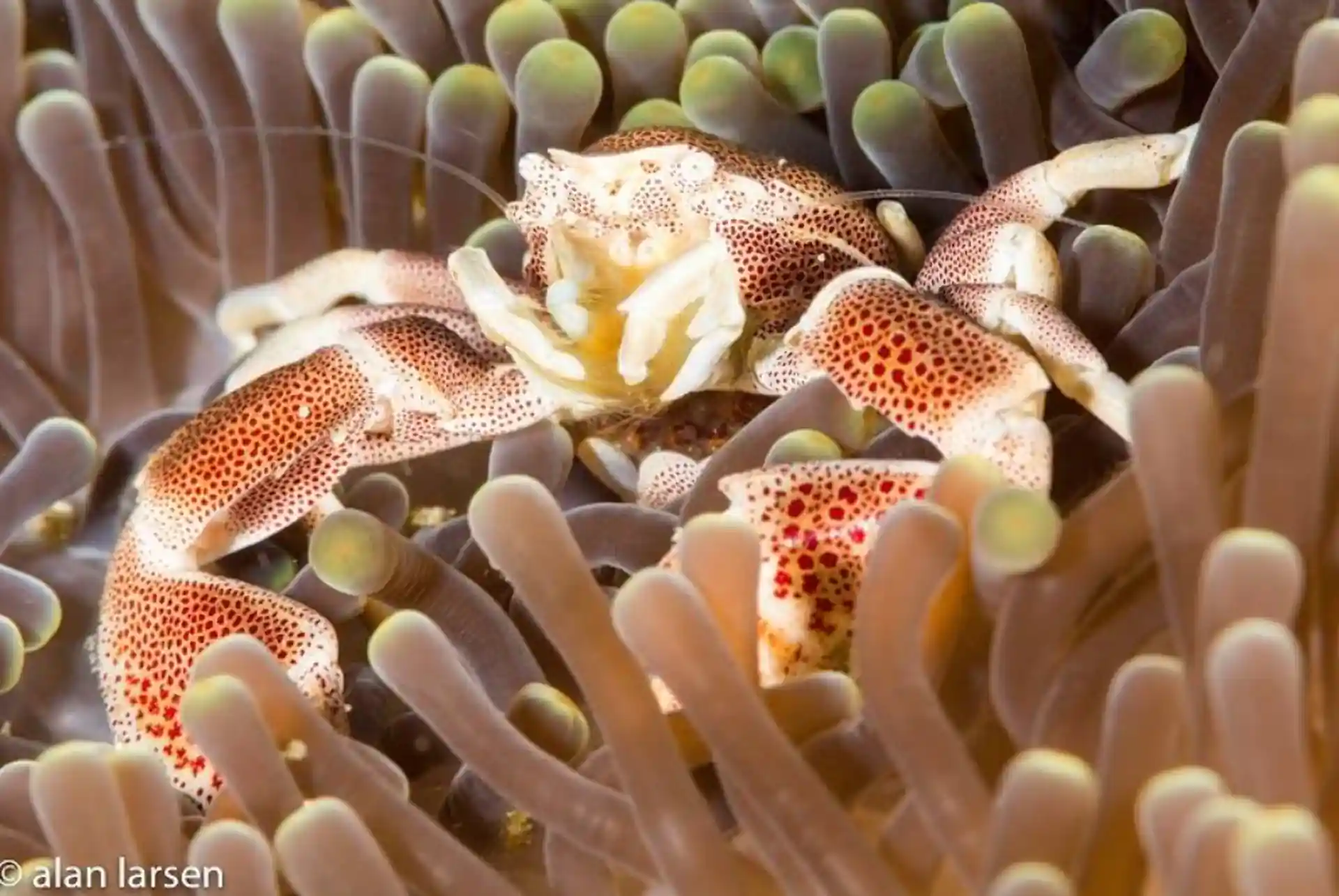 Discover the enchanting marine life of Malapascua, Cebu, Philippines with Sea Explorers. Witness a stunning coral crab during your PADI SCUBA diving adventure.