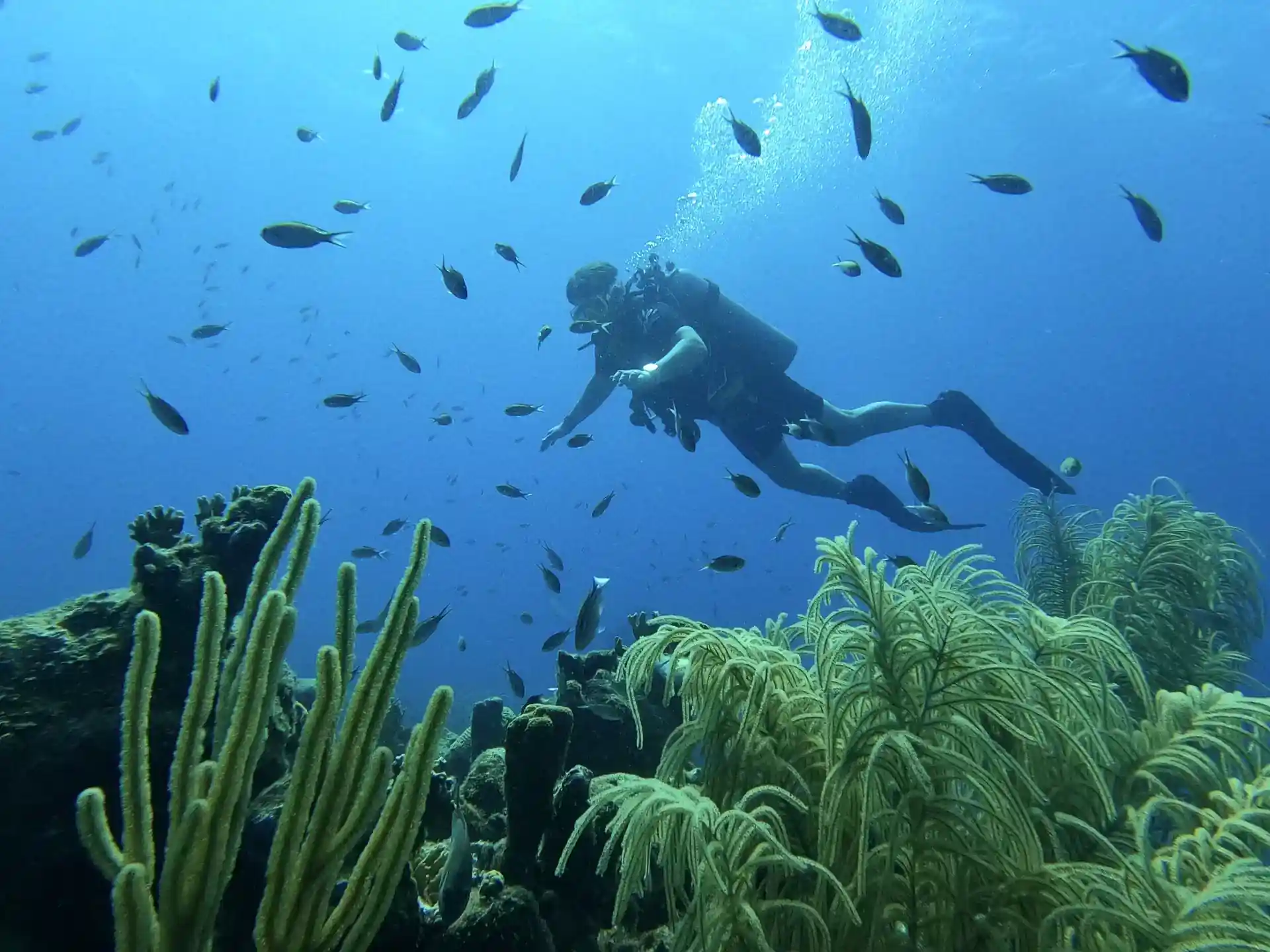 Dive site photo