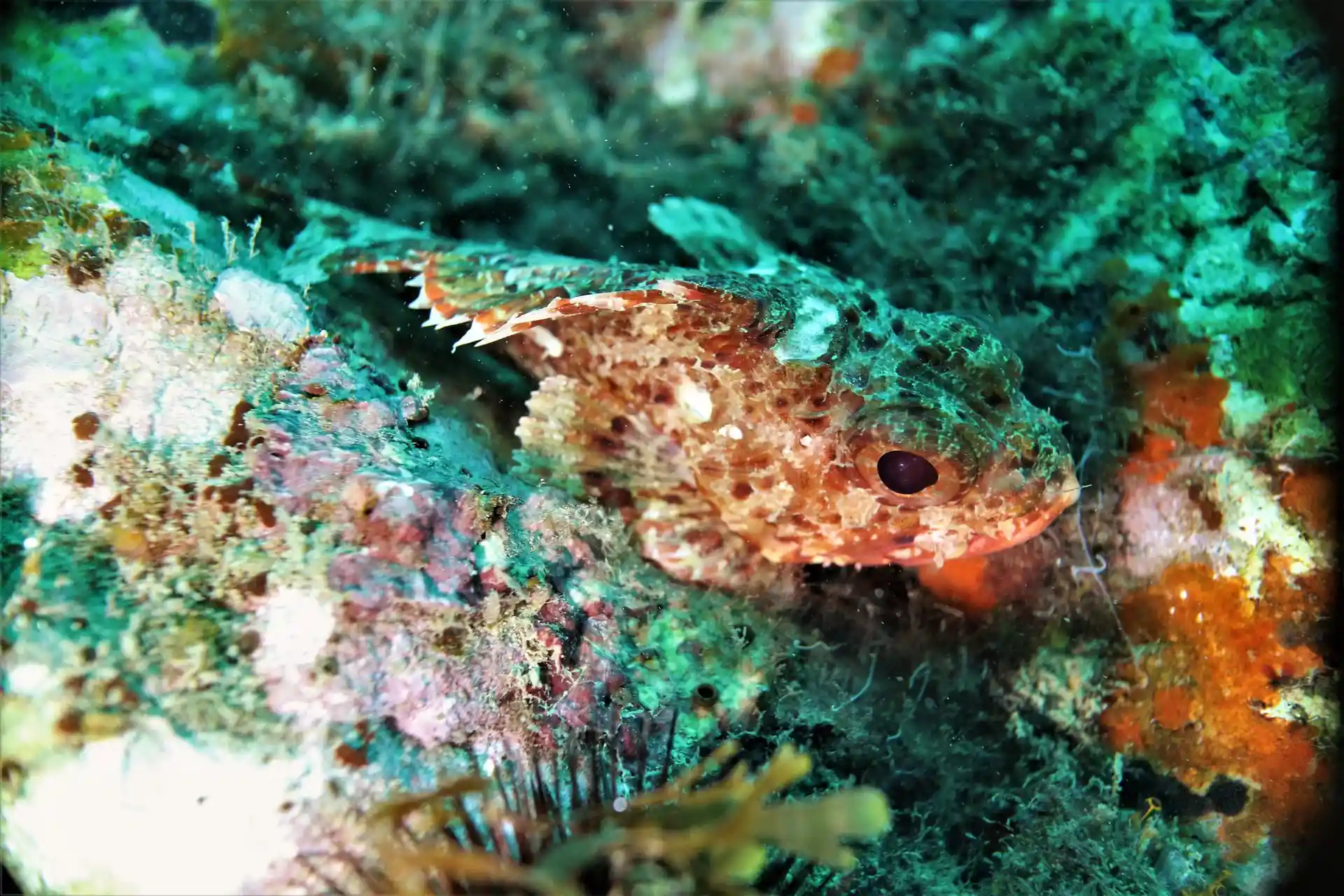 Foto del sitio de buceo