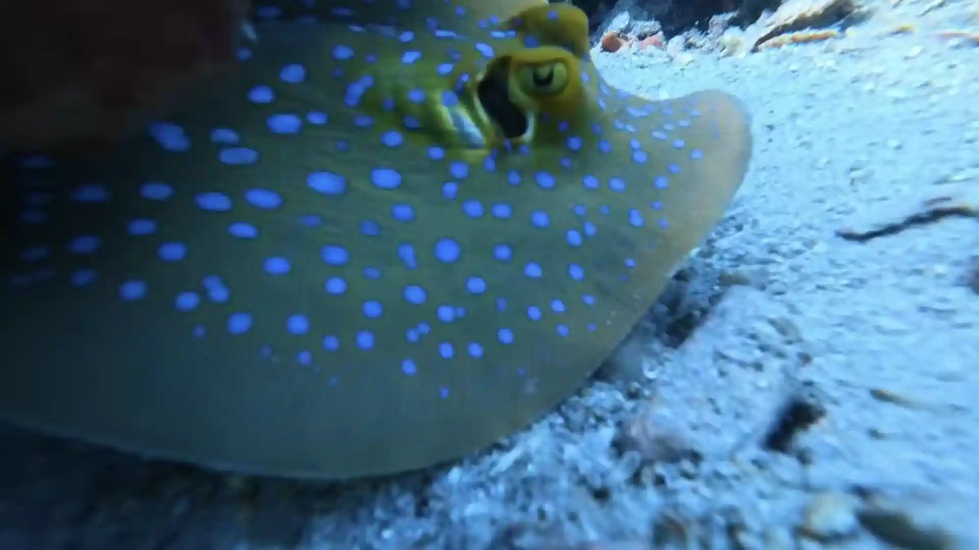 Dive shop photo