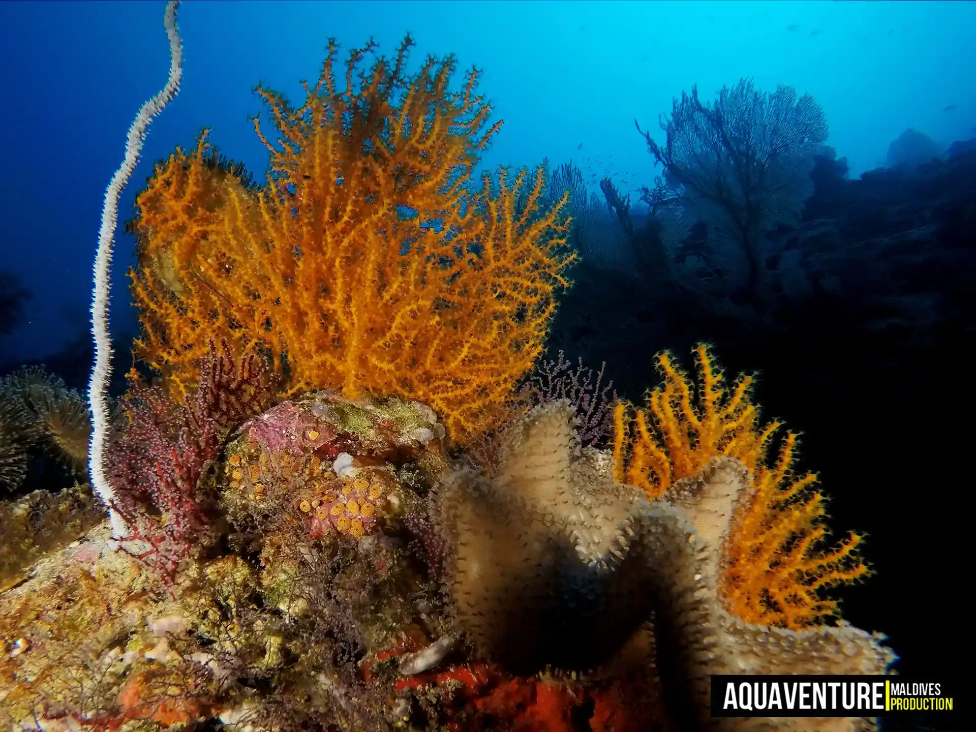 Dive site photo