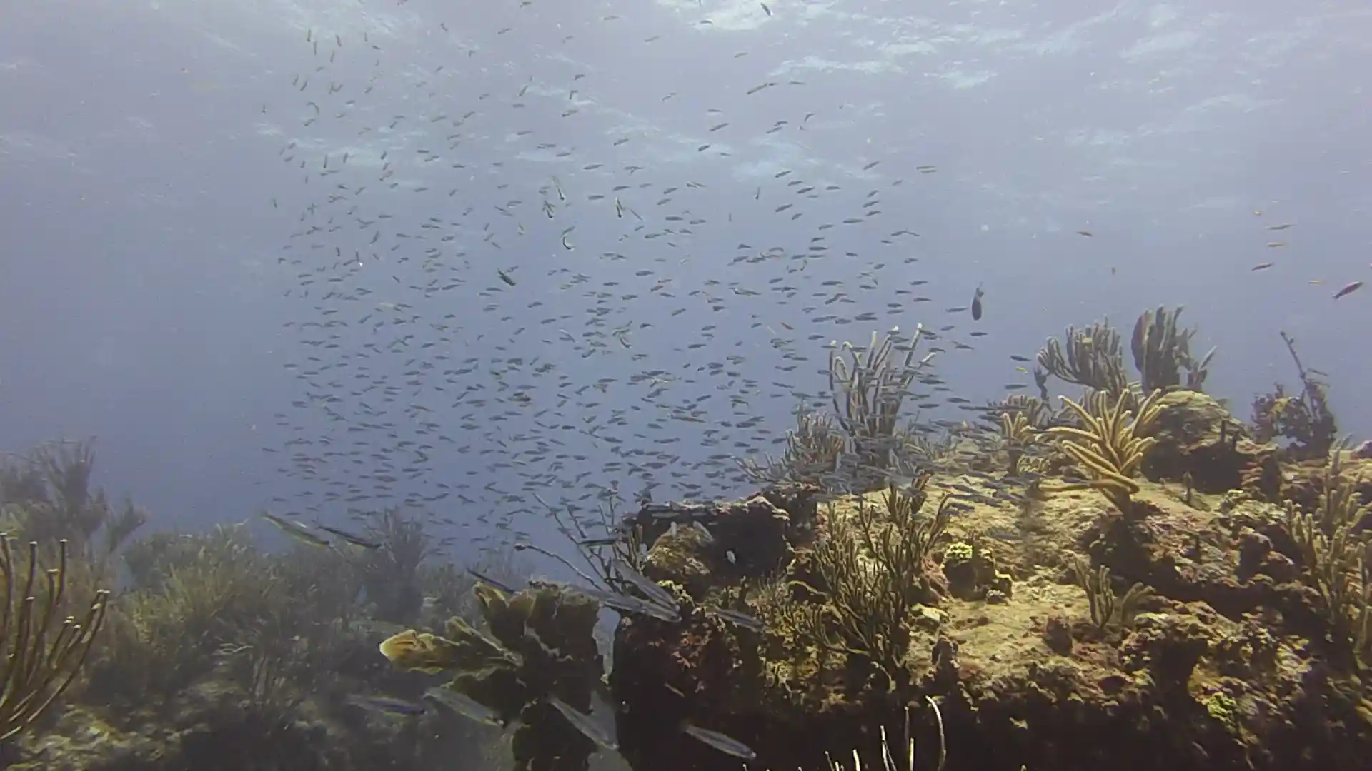 Dive site photo