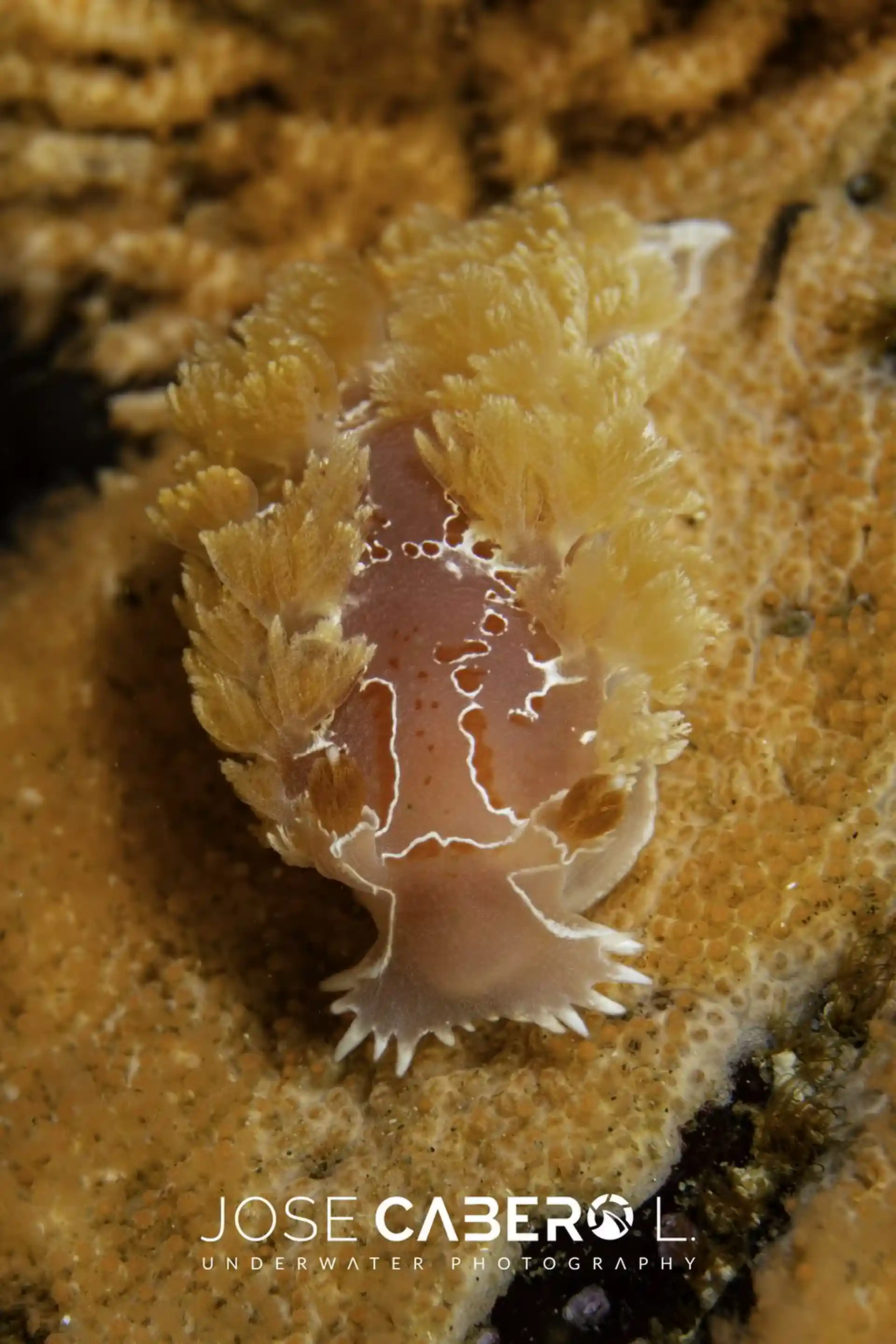 Photo du site de plongée