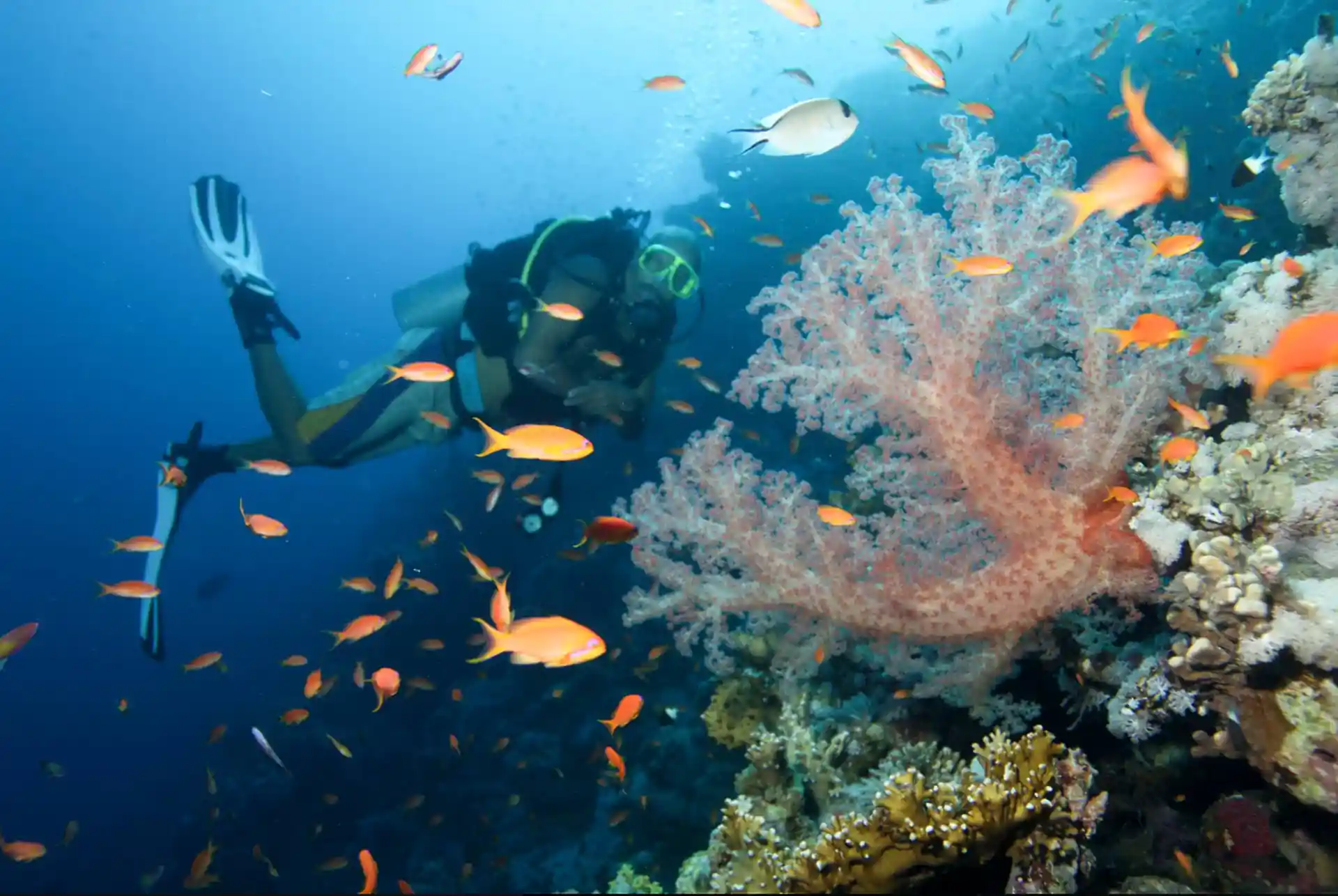 Beautiful coral reefs