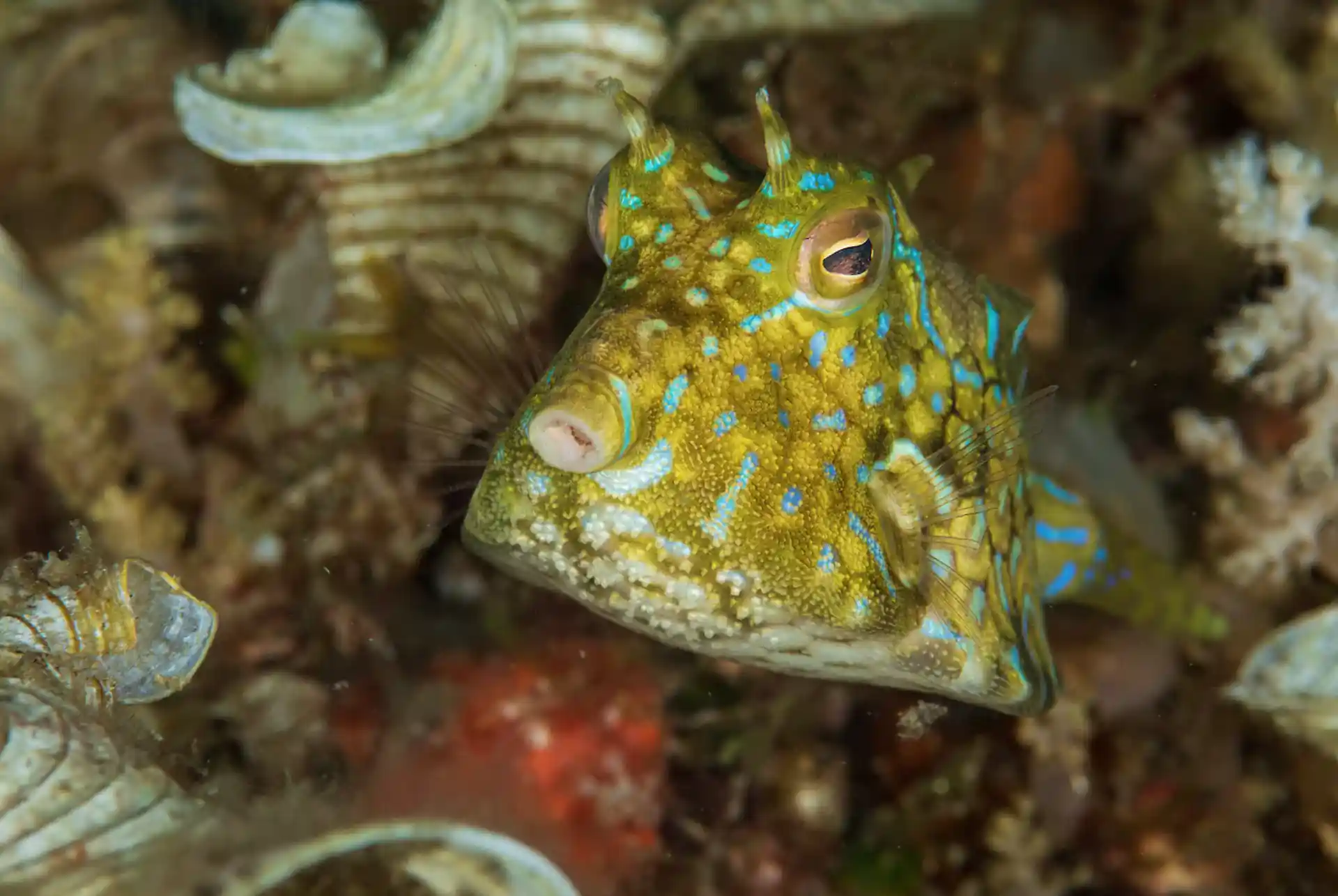Brightly coloured cowfish hovering amongst