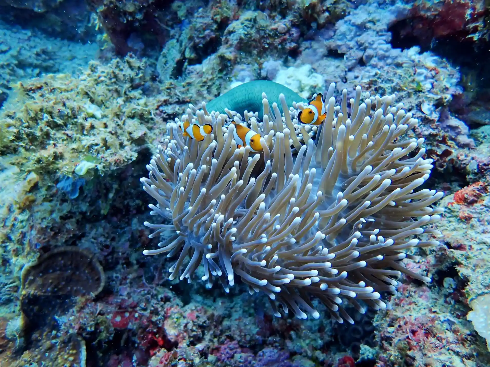 Dive site photo