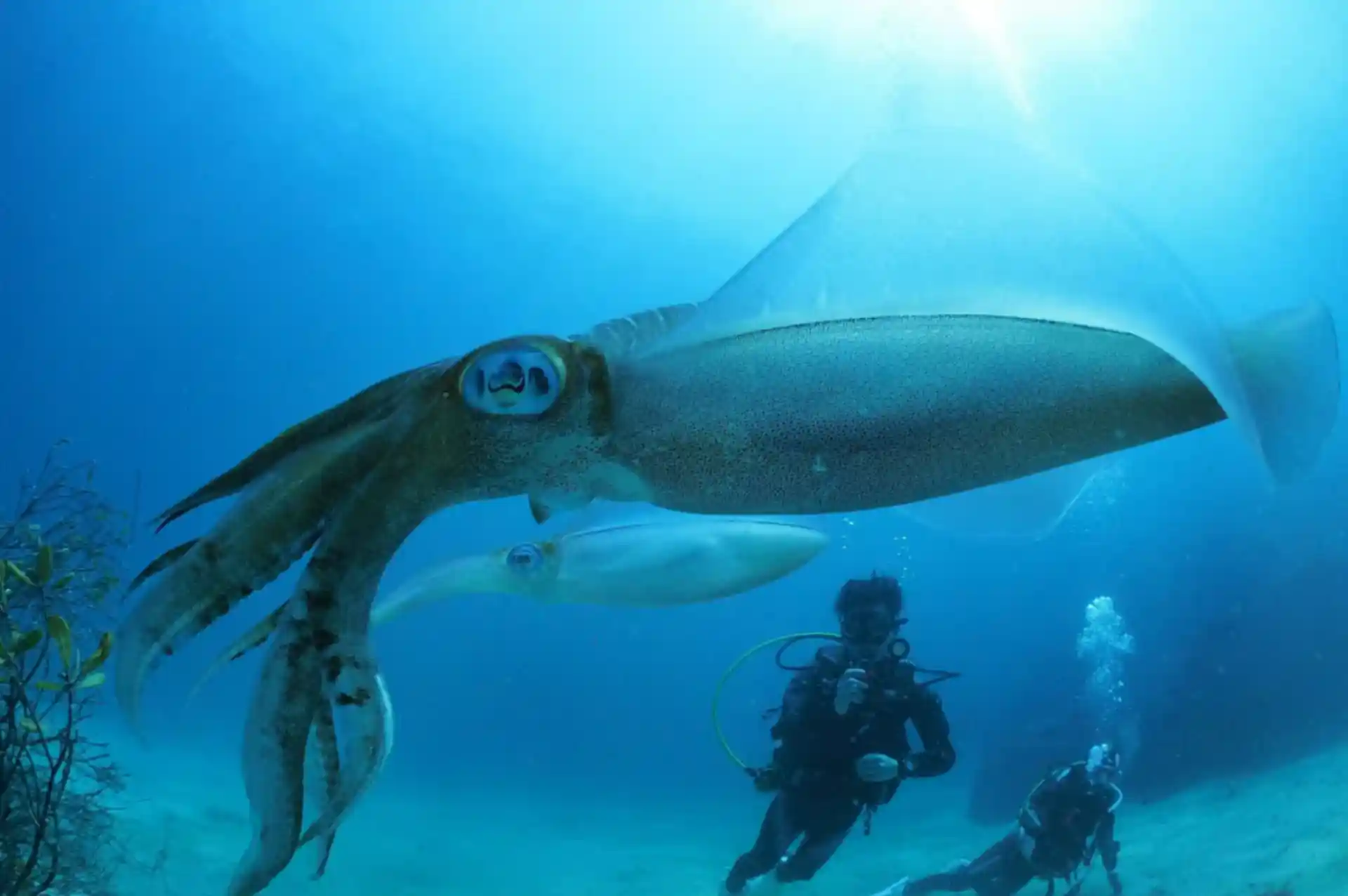 Witness the mesmerizing mating and spawning of squid.