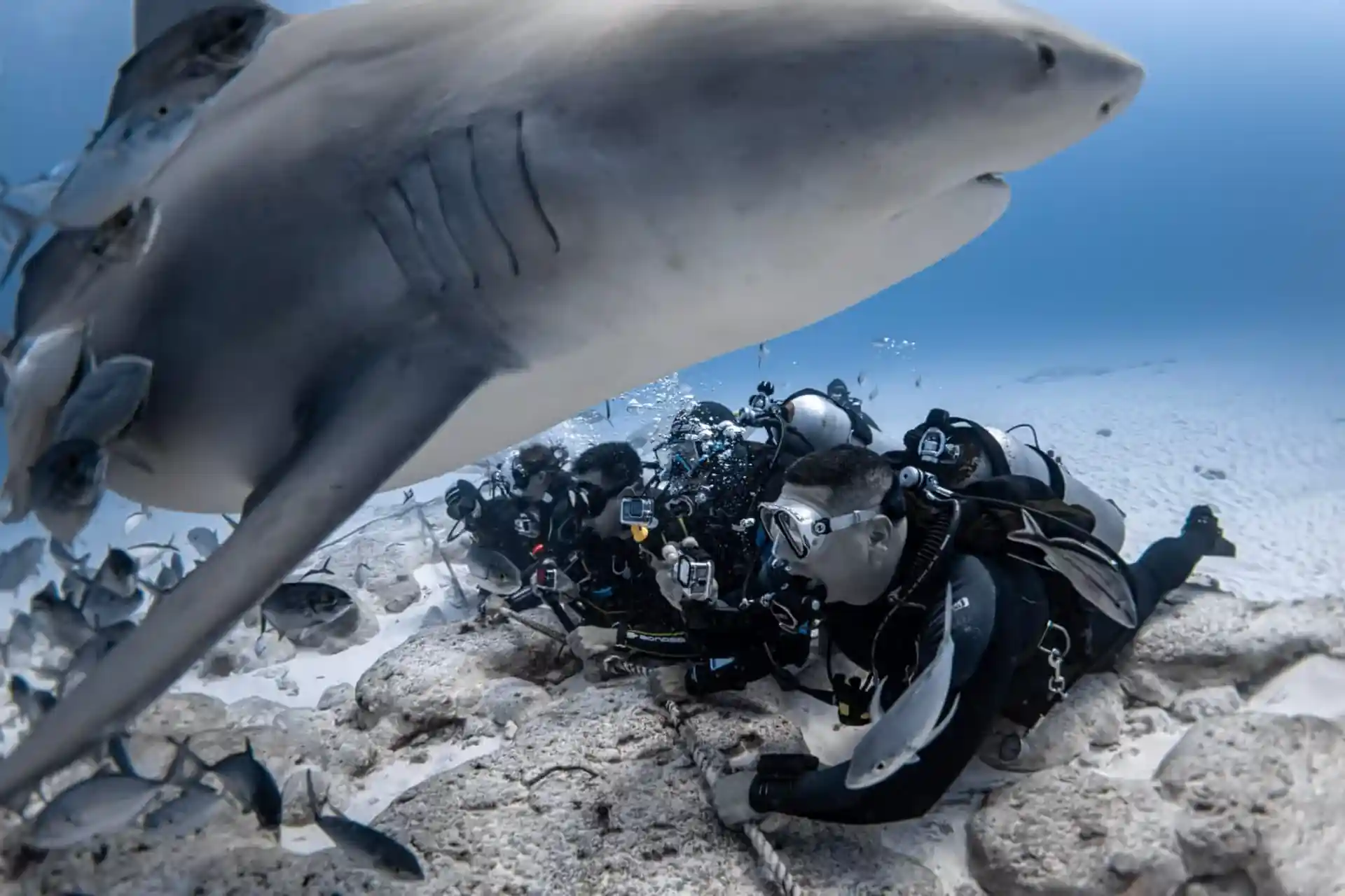 Great Dive with the Bull Shark in Playa del Carmen, Mexico
