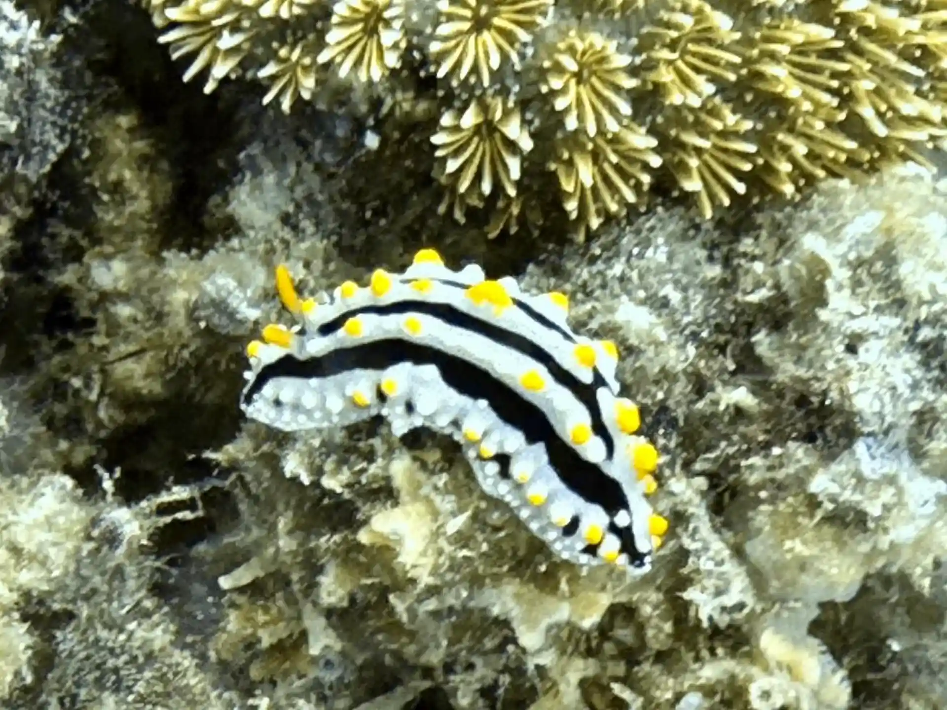 Foto de la tienda de buceo