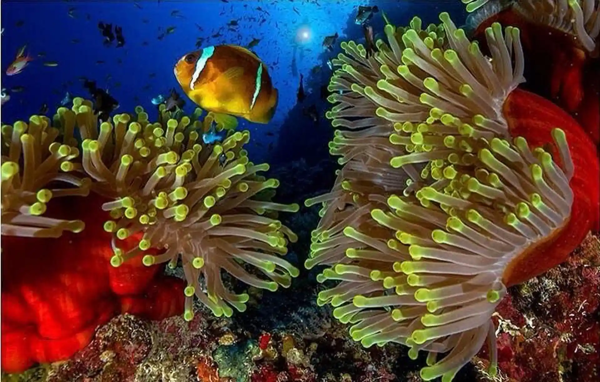 Dive shop photo