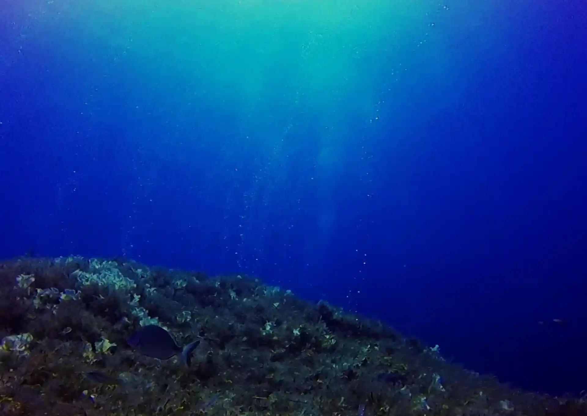 다이빙 포인트 사진