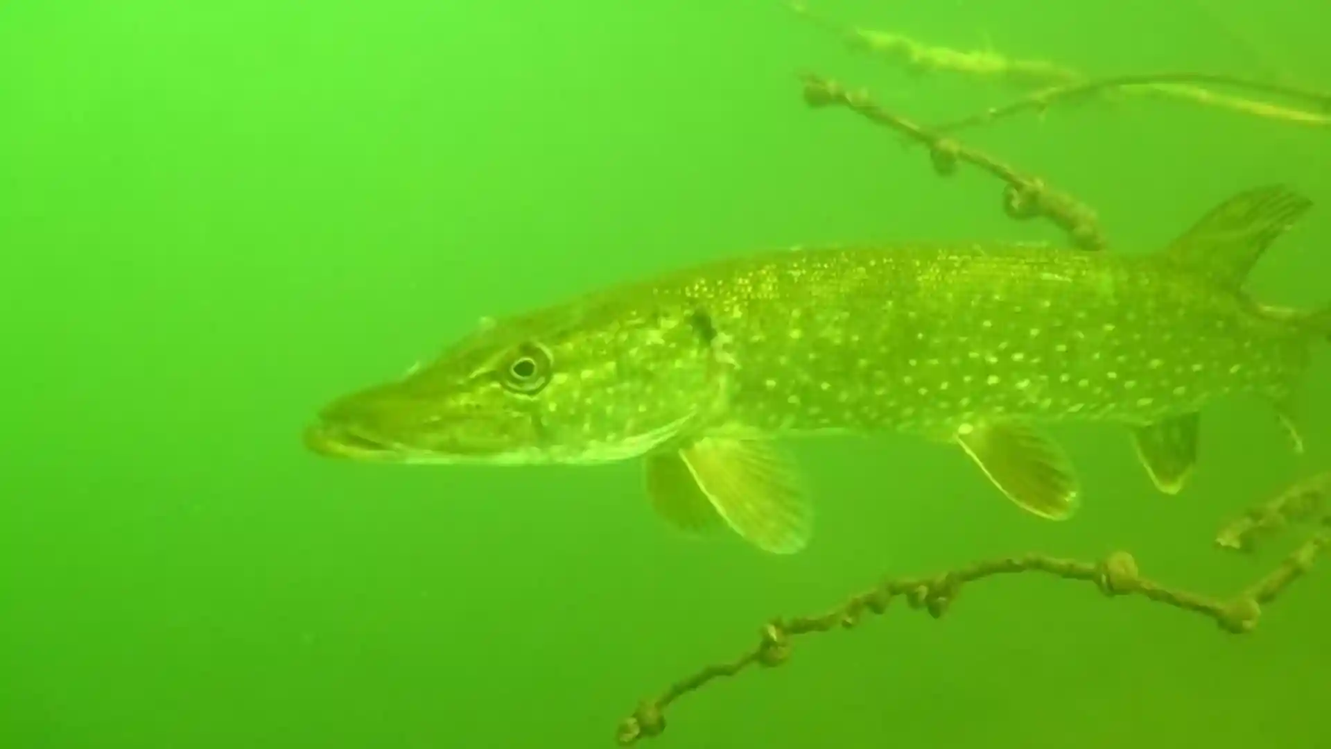 Foto van de duiklocatie