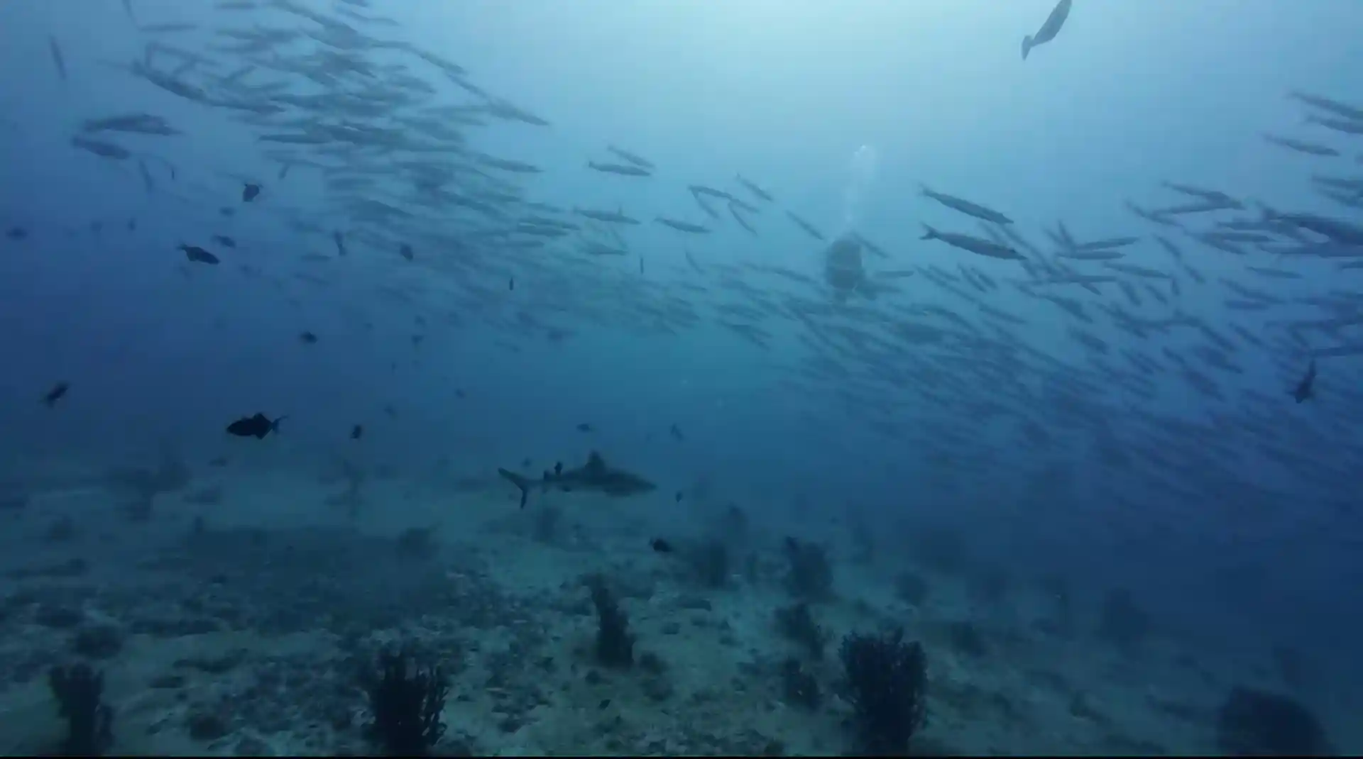 Dive site photo