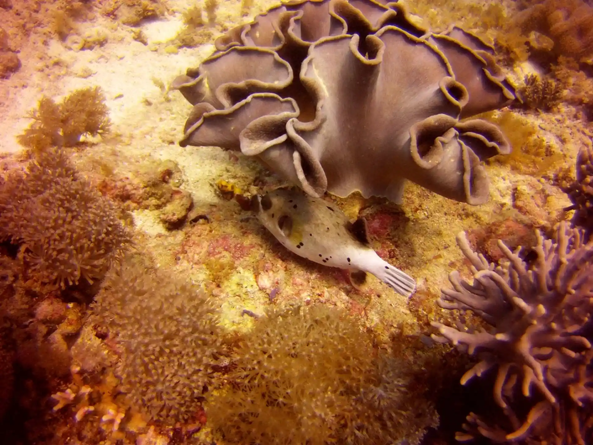 Dive site photo