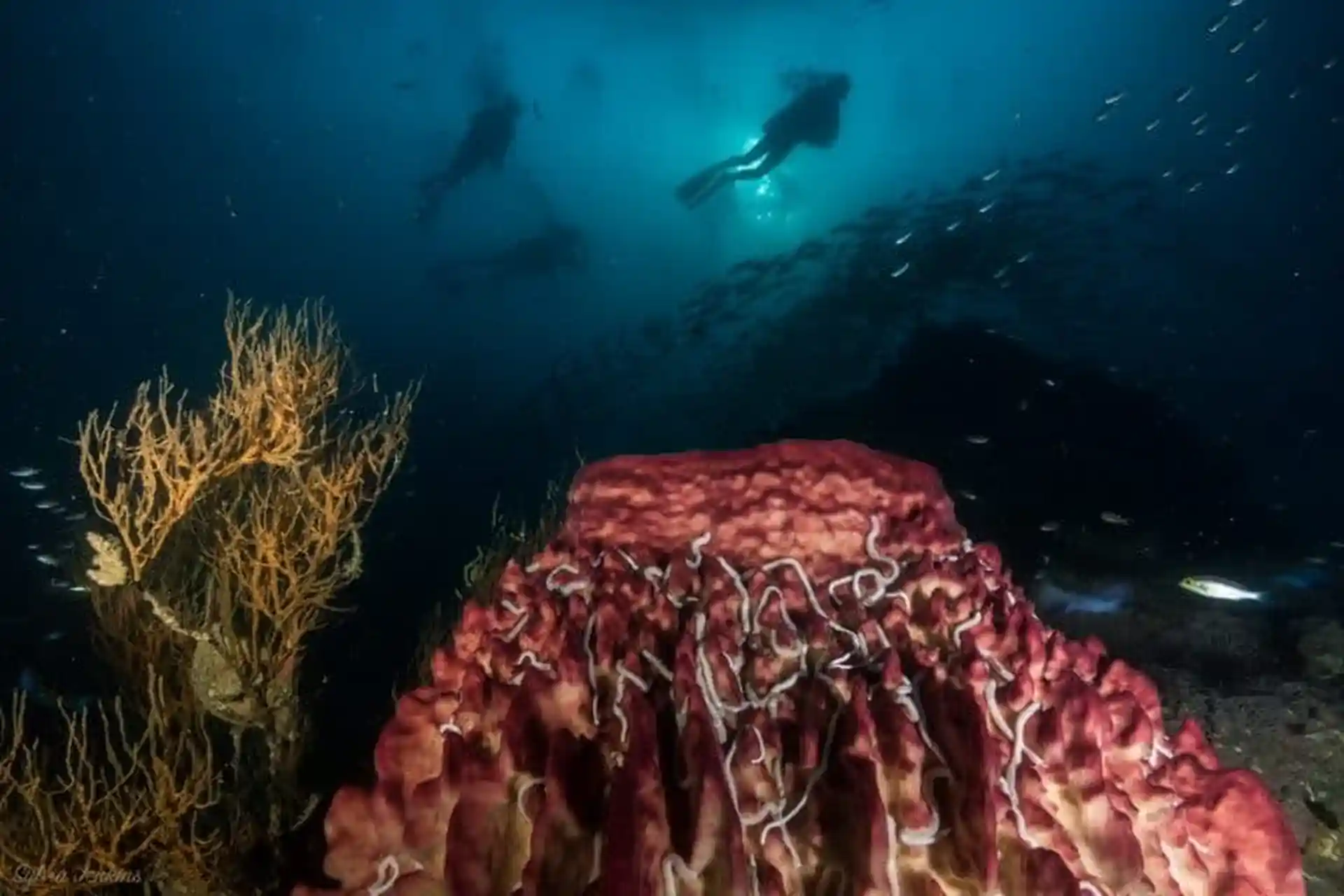 Foto del sitio de buceo