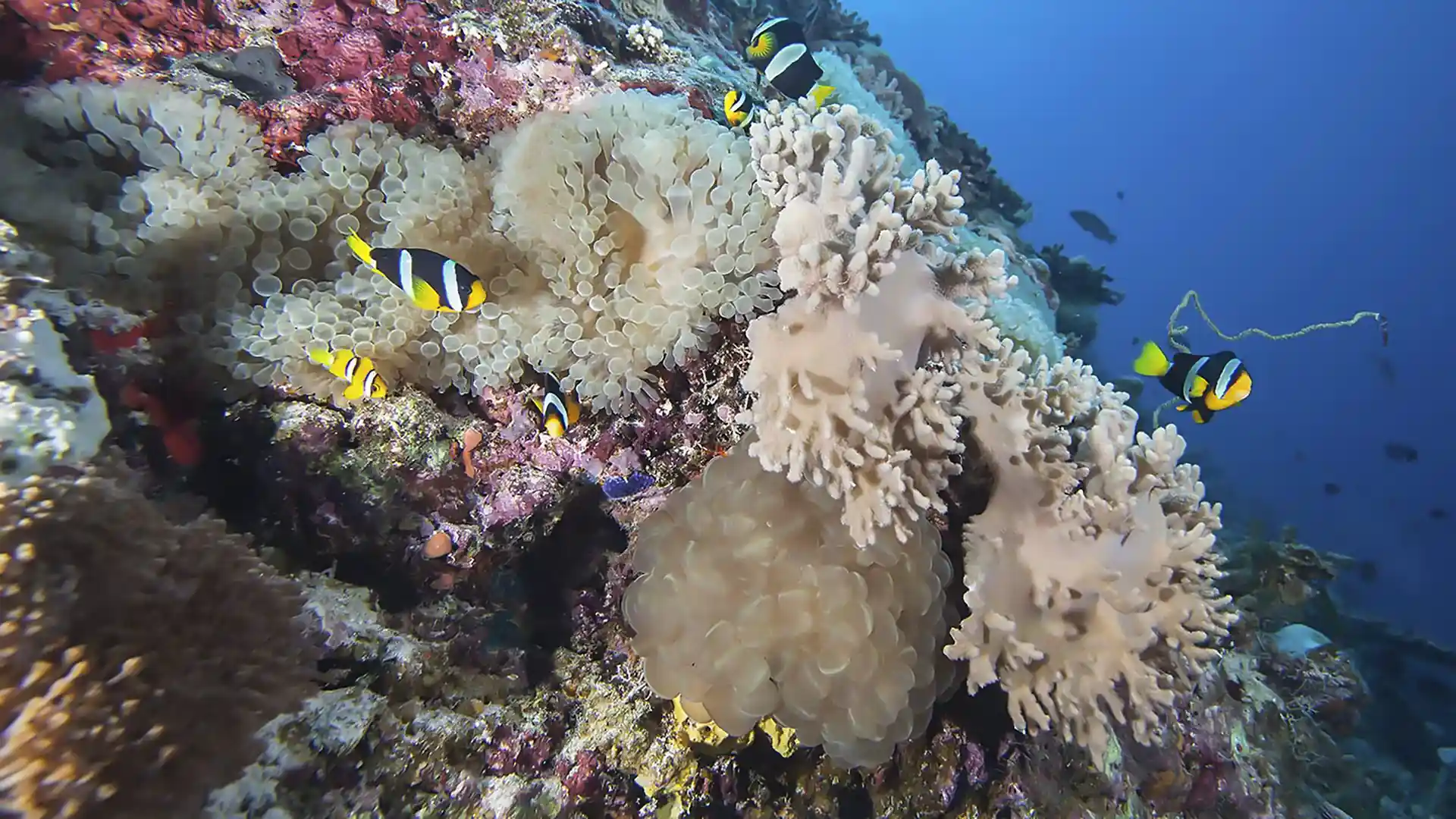 Foto de la tienda de buceo