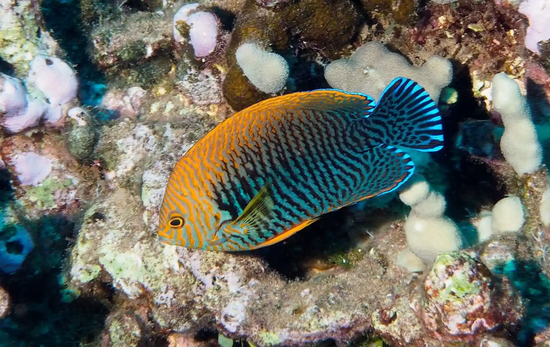 Dive site photo