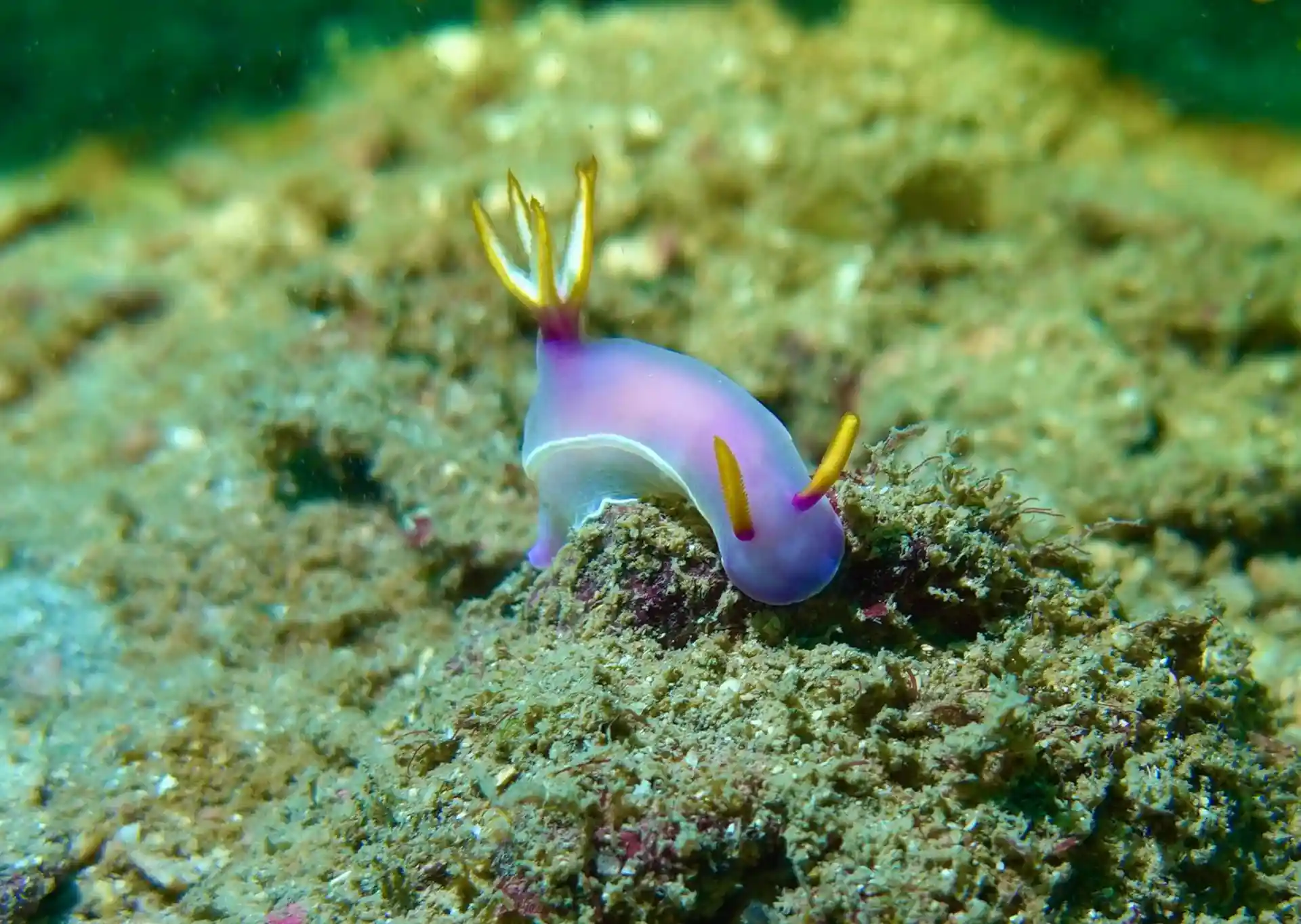 ダイビングサイトの写真