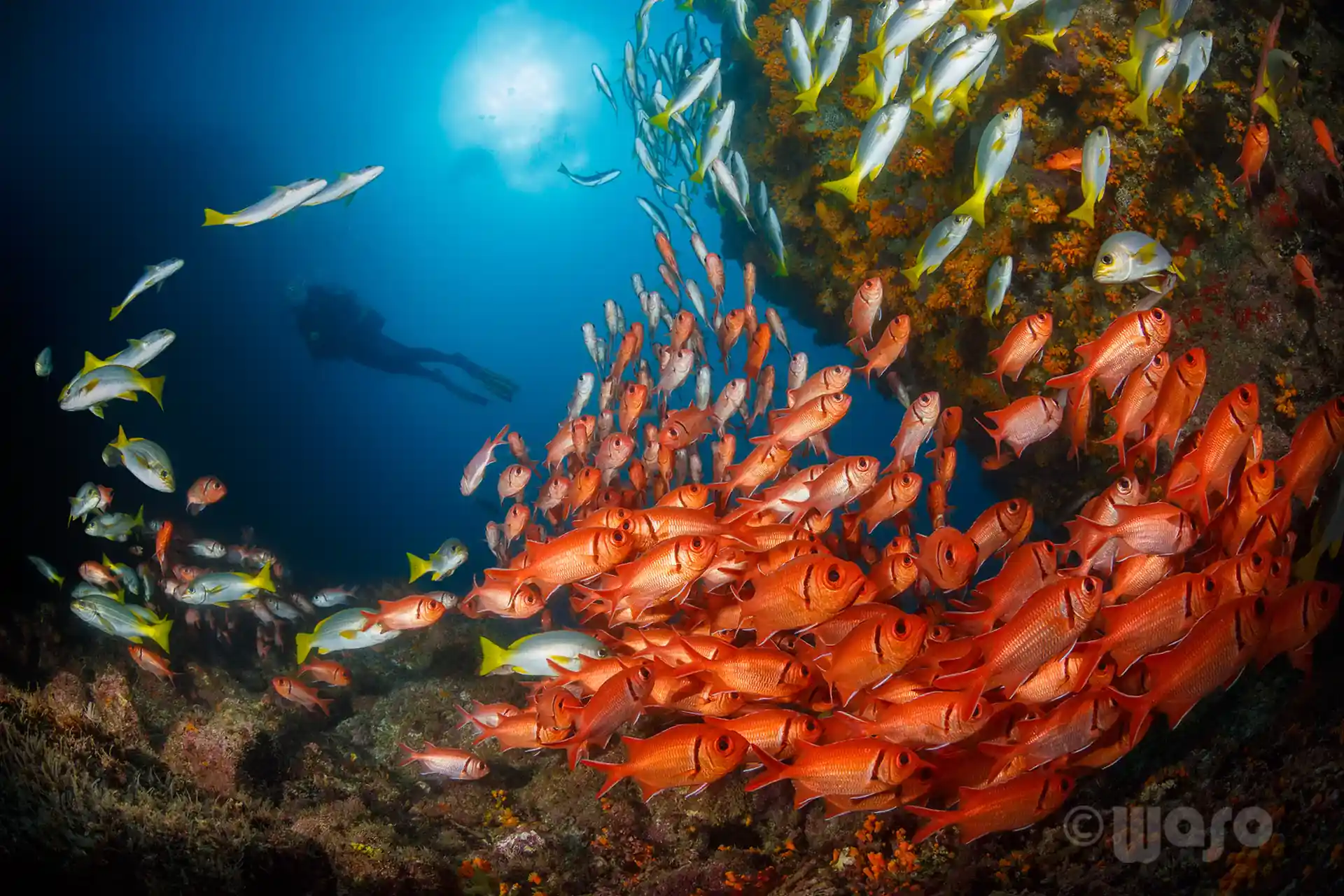 Foto van de duiklocatie