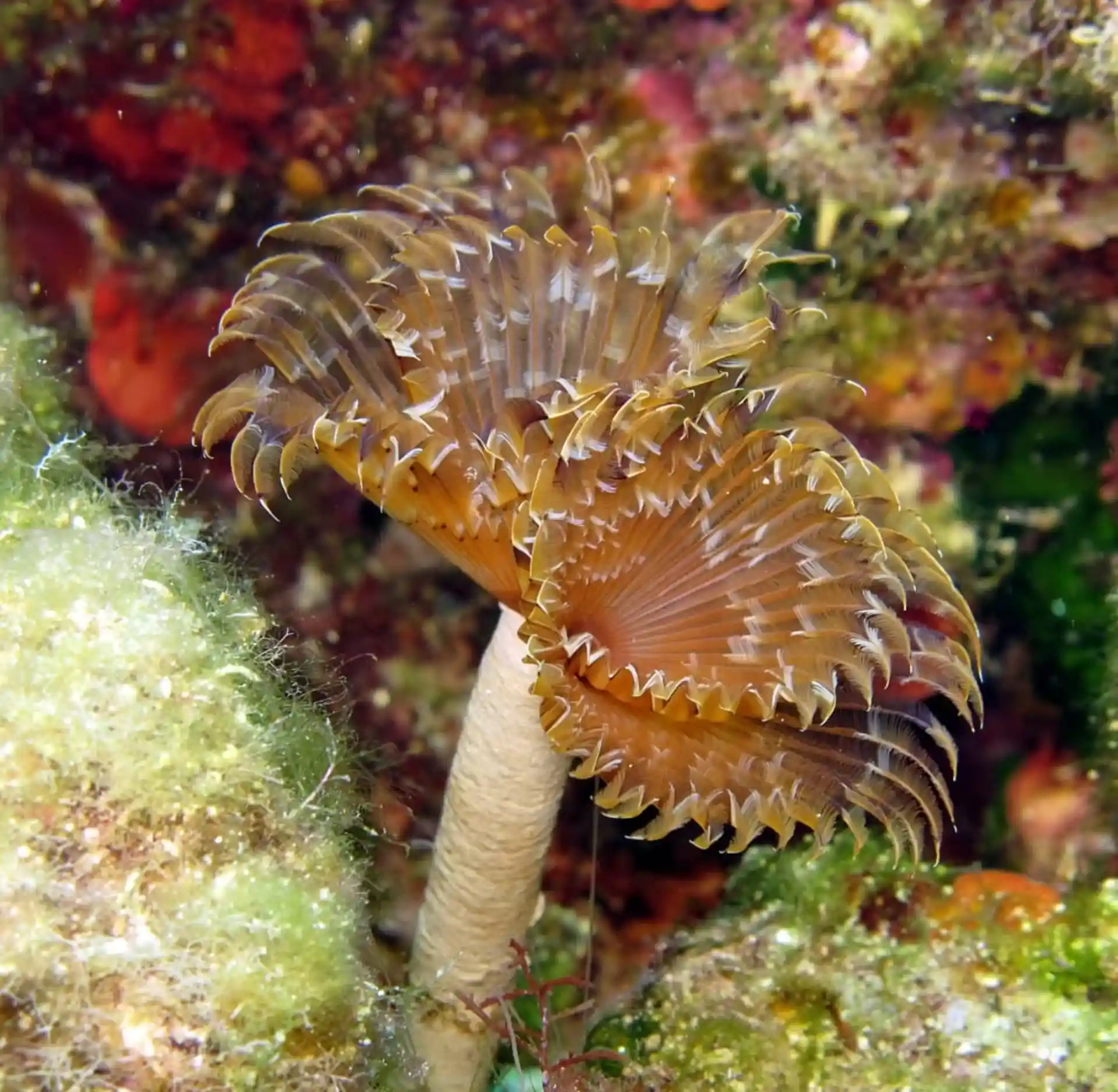 Dive site photo