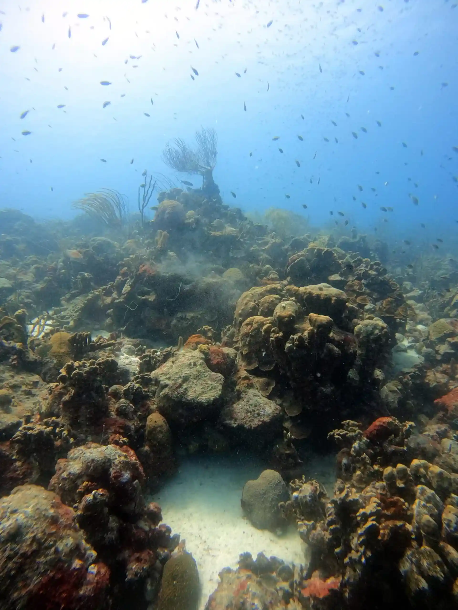 Dive site photo