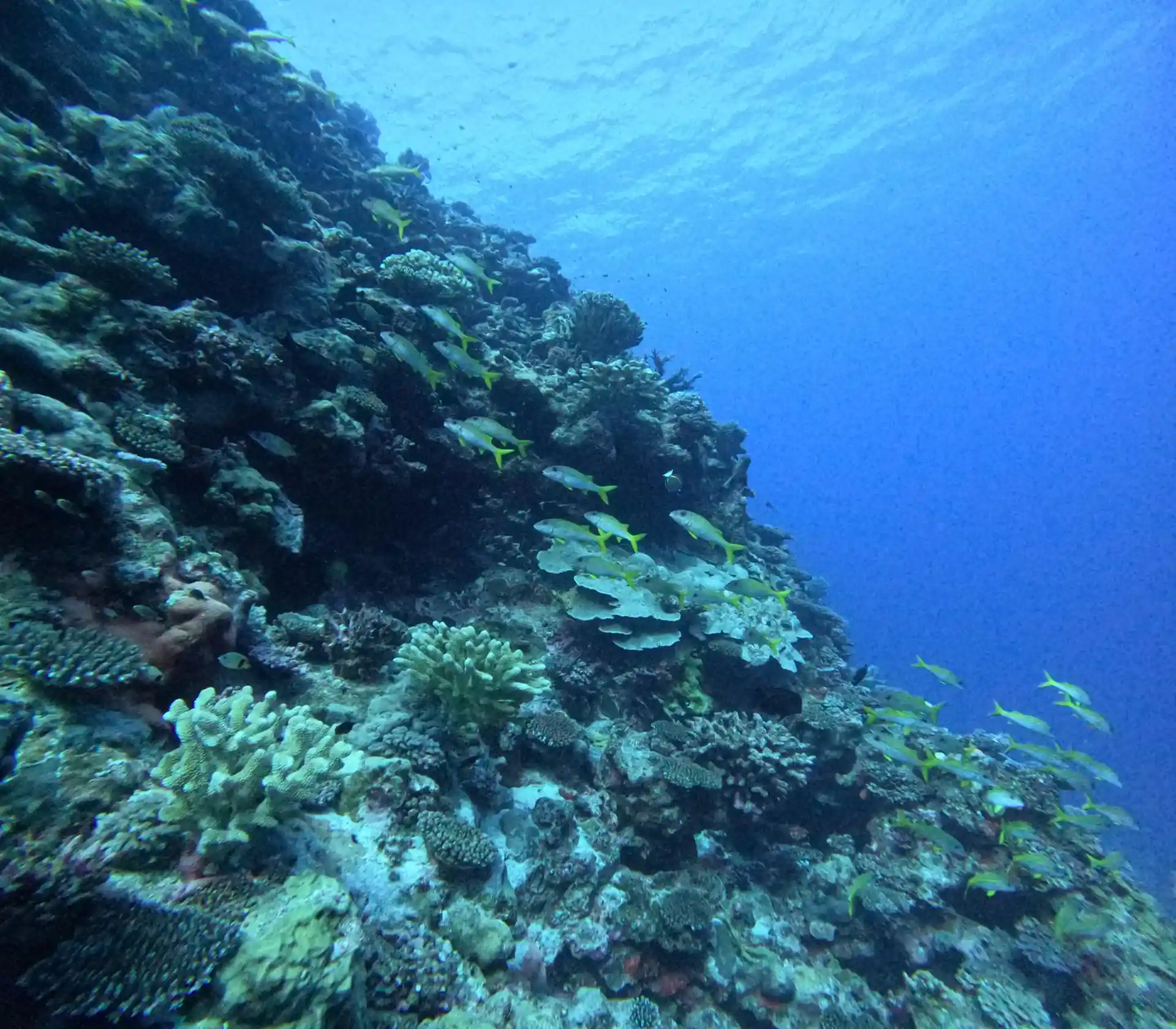 Dive site photo