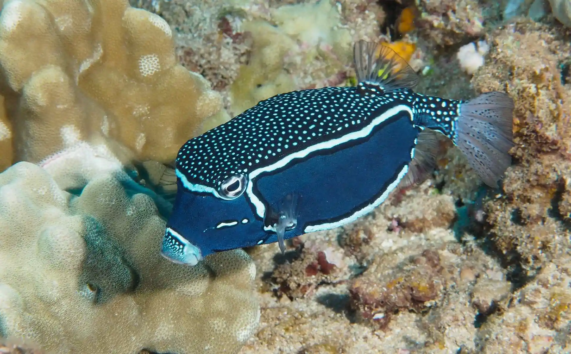 Dive site photo