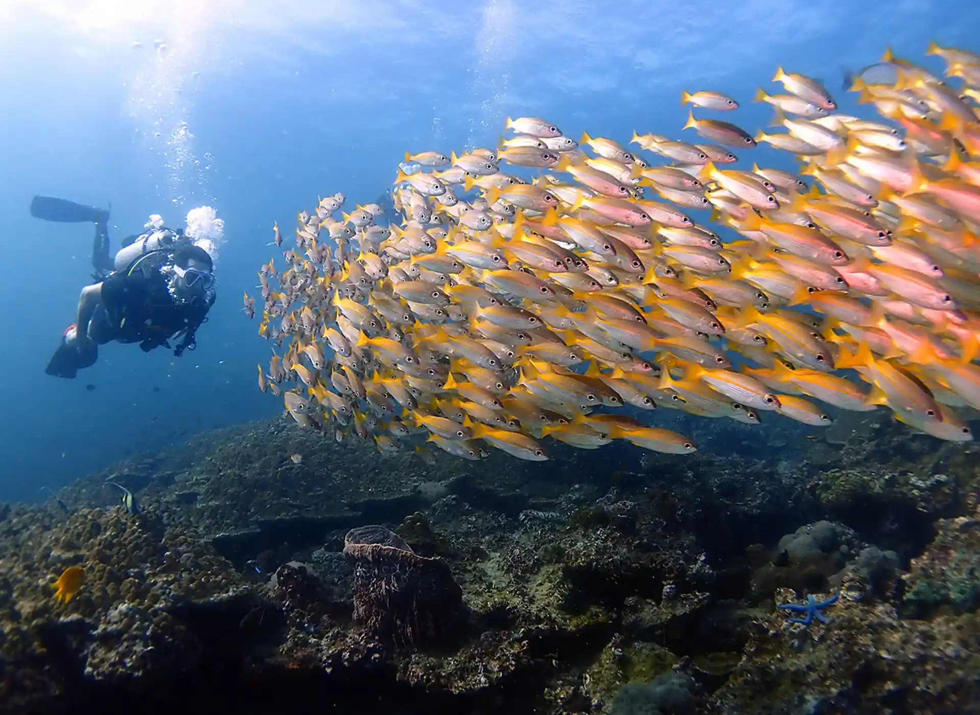 Thousands of yellow snappers at the Phi Phi island dive sites