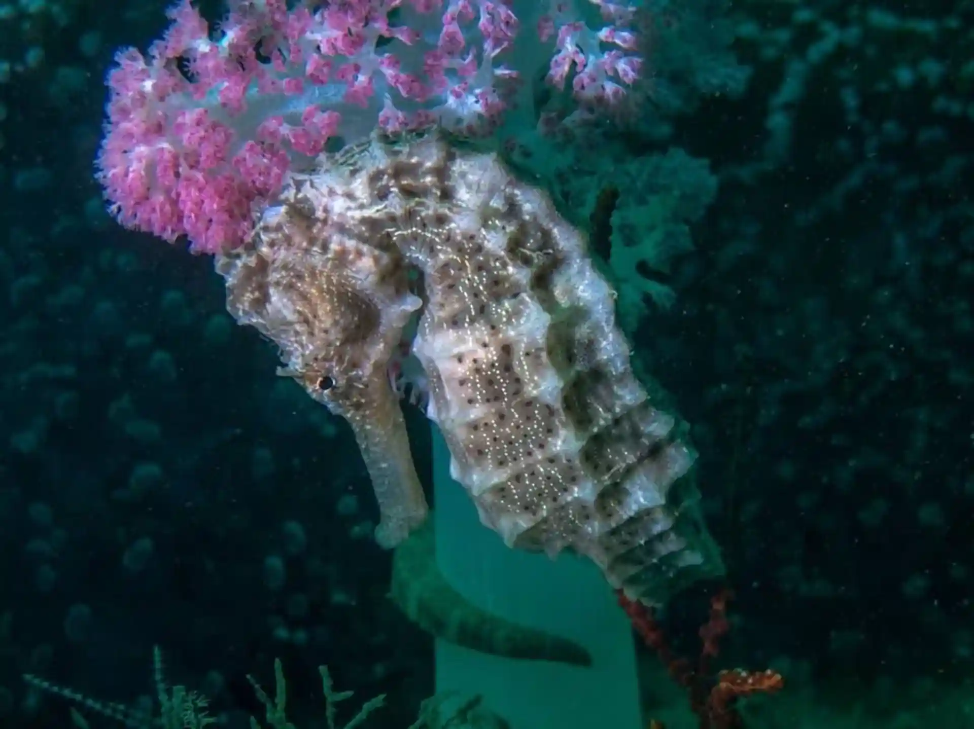 Dive site photo