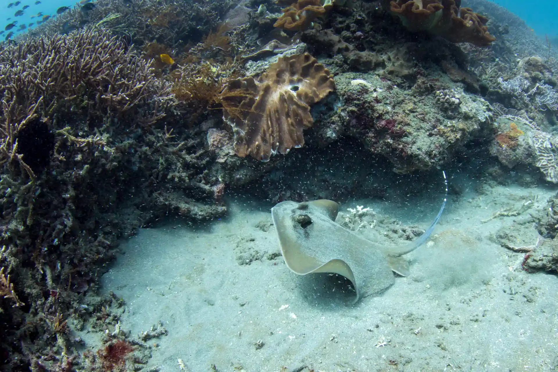 Blue Lagoon boasts a spectacular number and variety of tropical reef fish.