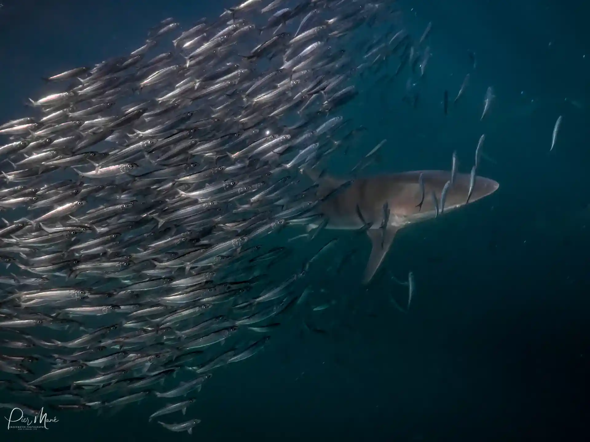 ダイビングサイトの写真