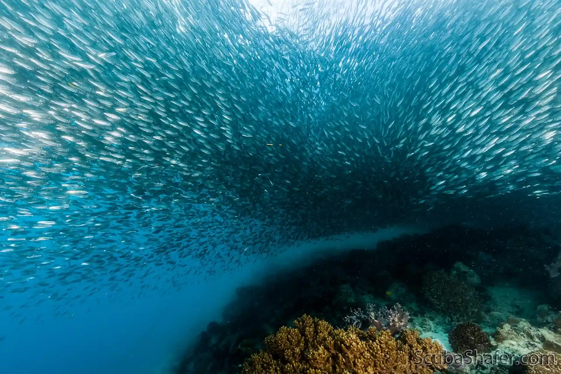 Dive site photo