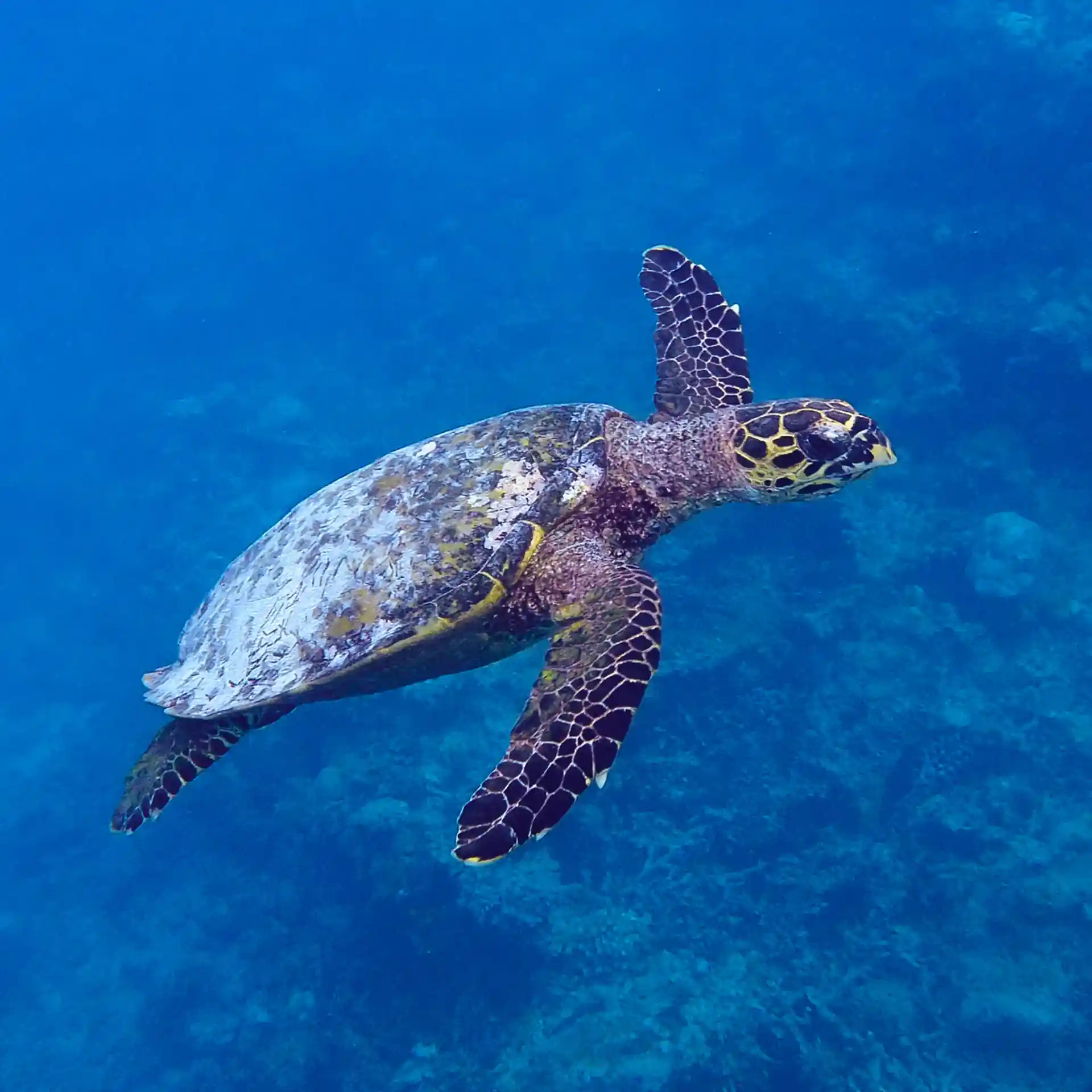 Dive shop photo
