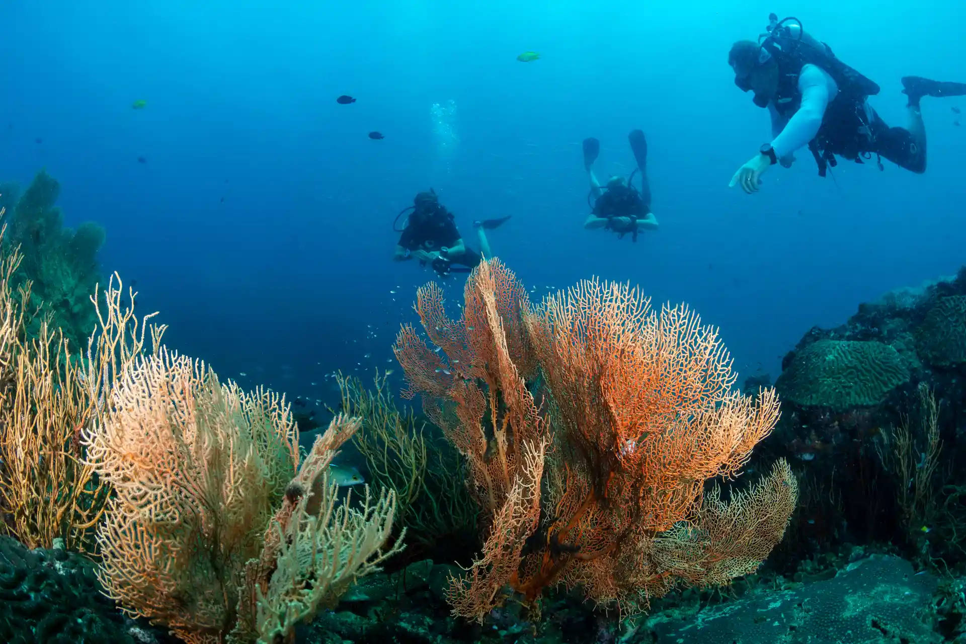 Beautiful diving environment