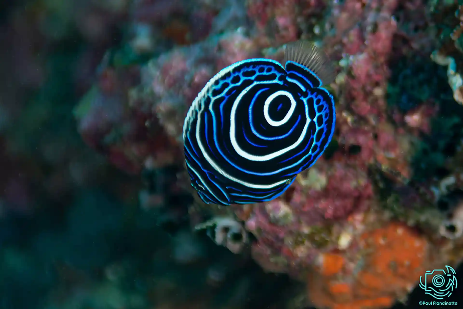 Spectacular fish to see